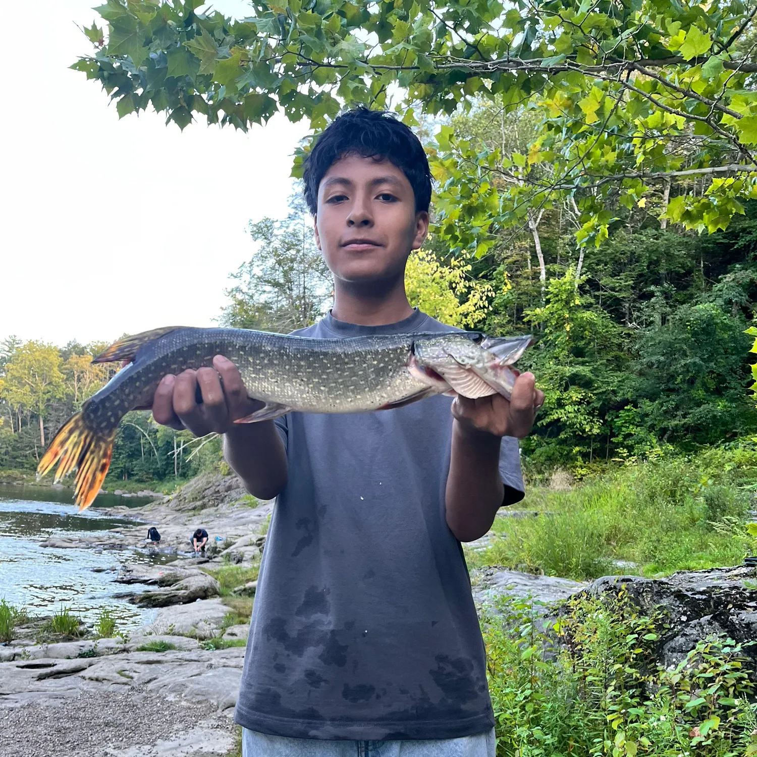 Northern pike caught on Fishbrain