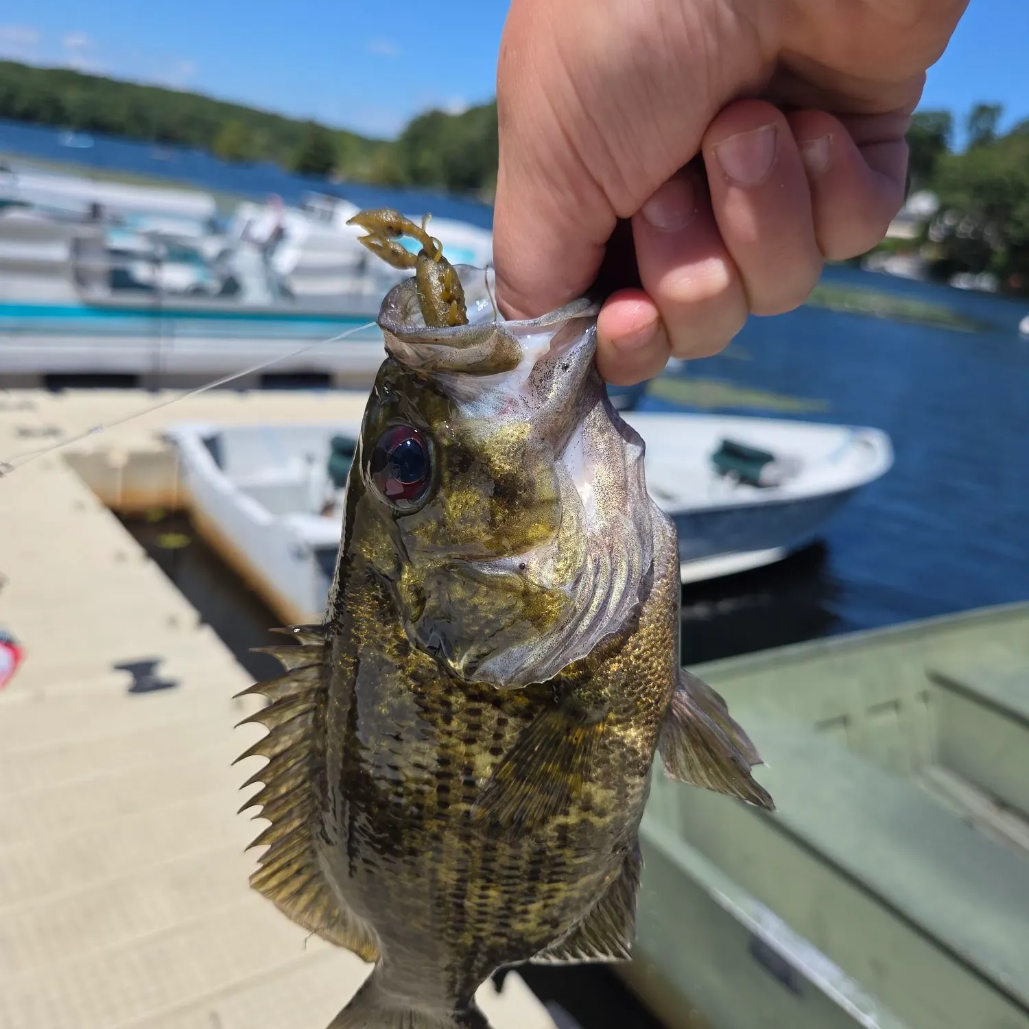 Rock bass caught on Fishbrain