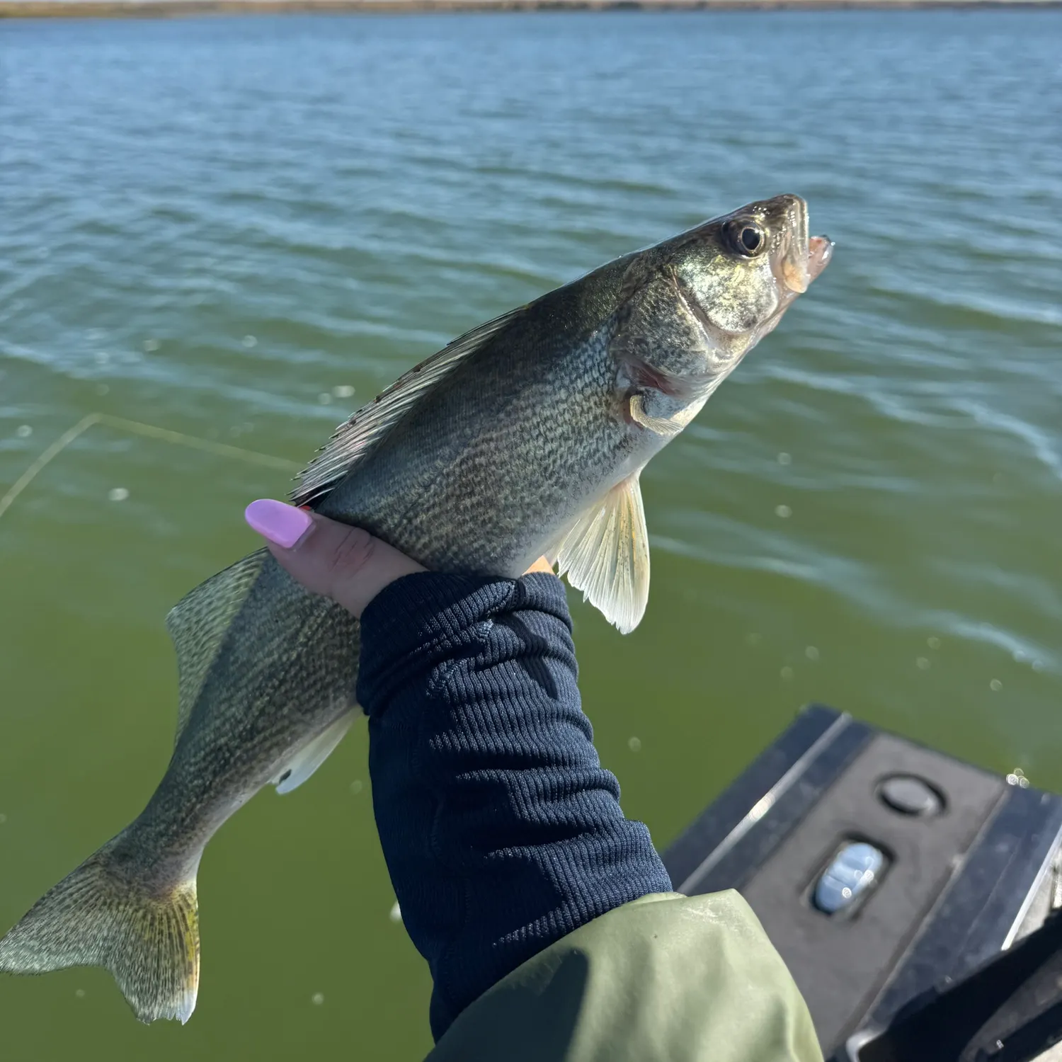 Walleye caught on Fishbrain