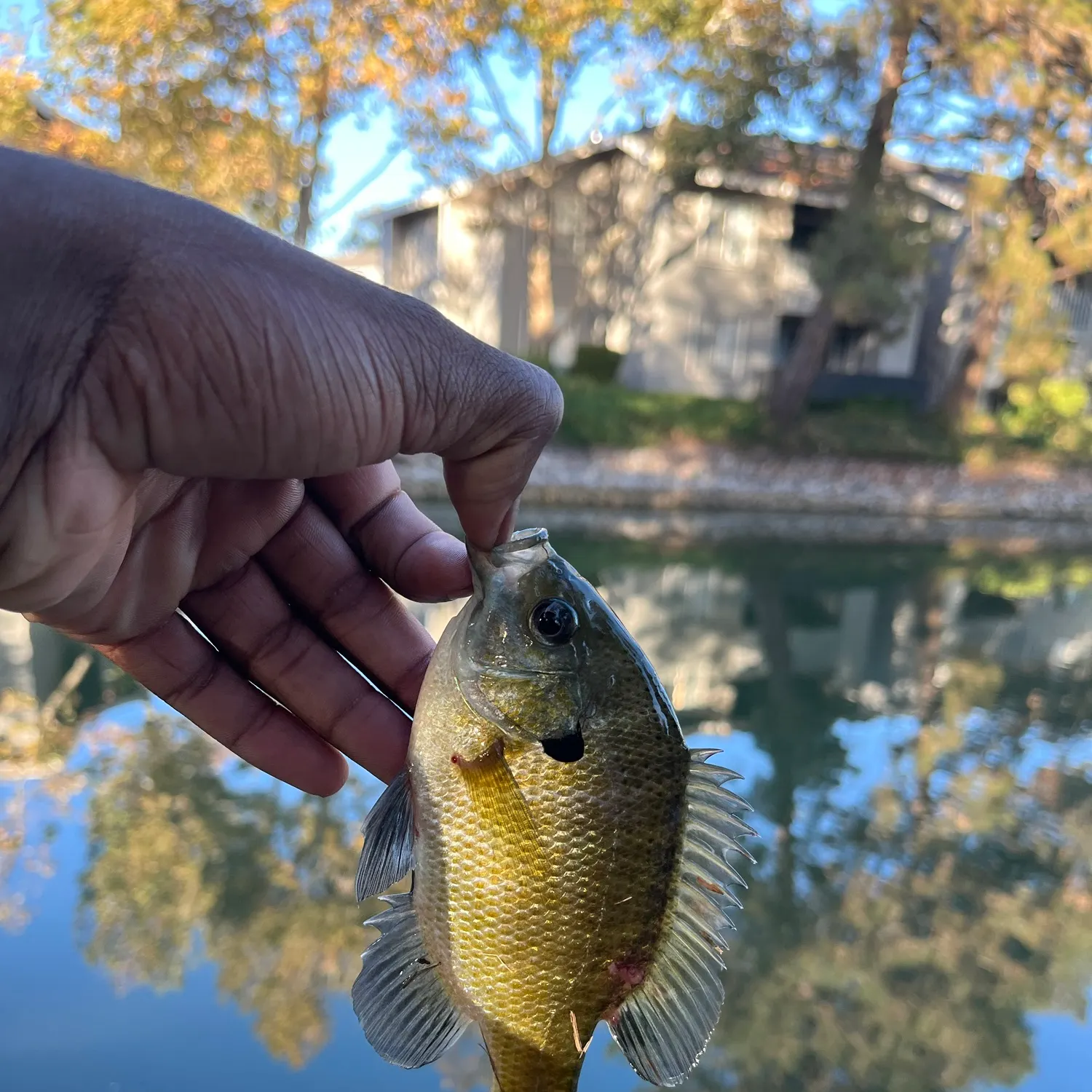 Bluegill caught on Fishbrain