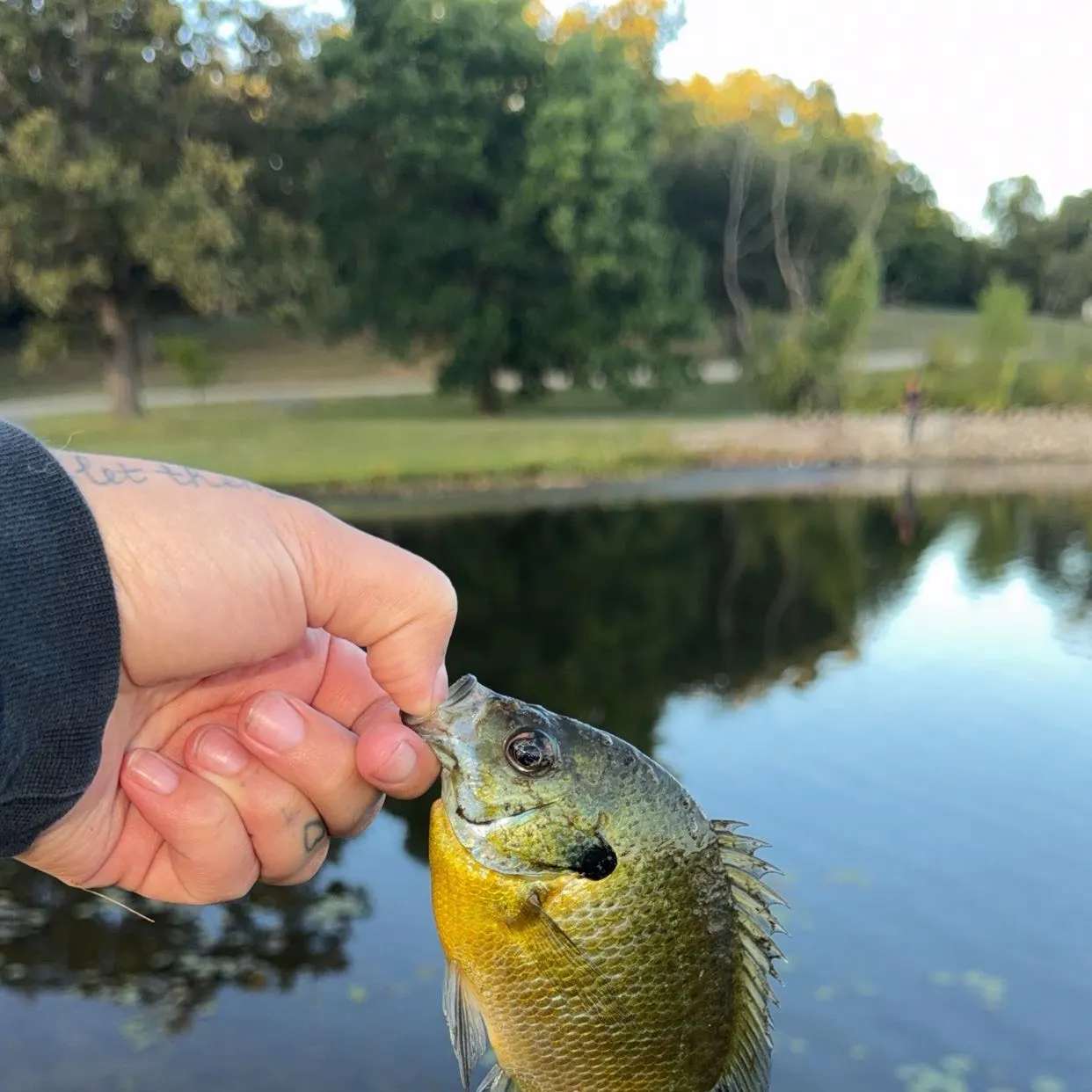 Bluegill caught on Fishbrain