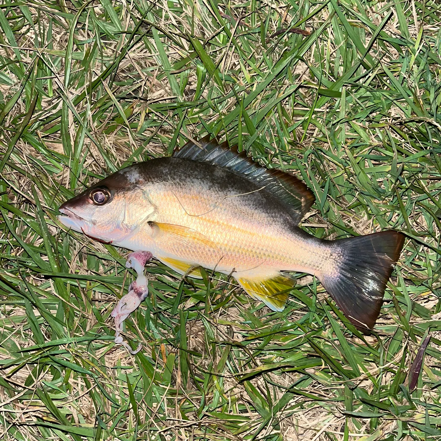 The most recent Moses perch catches on Fishbrain