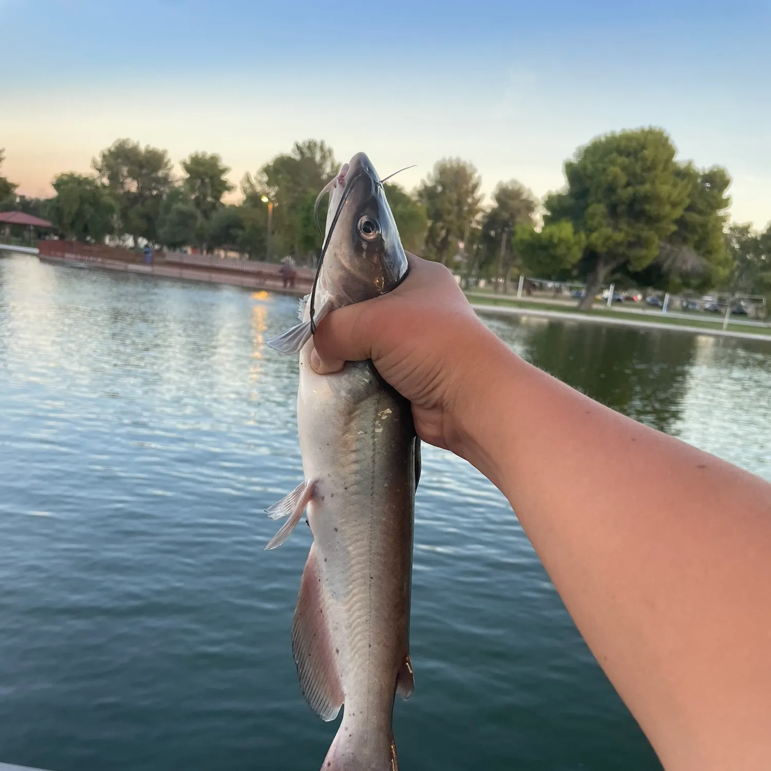 Channel catfish caught on Fishbrain