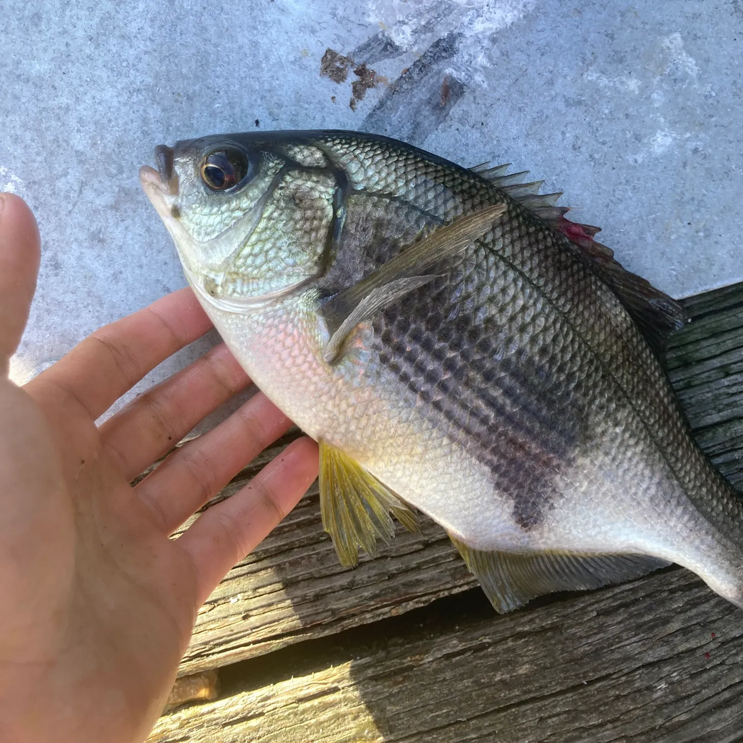 recently logged catches