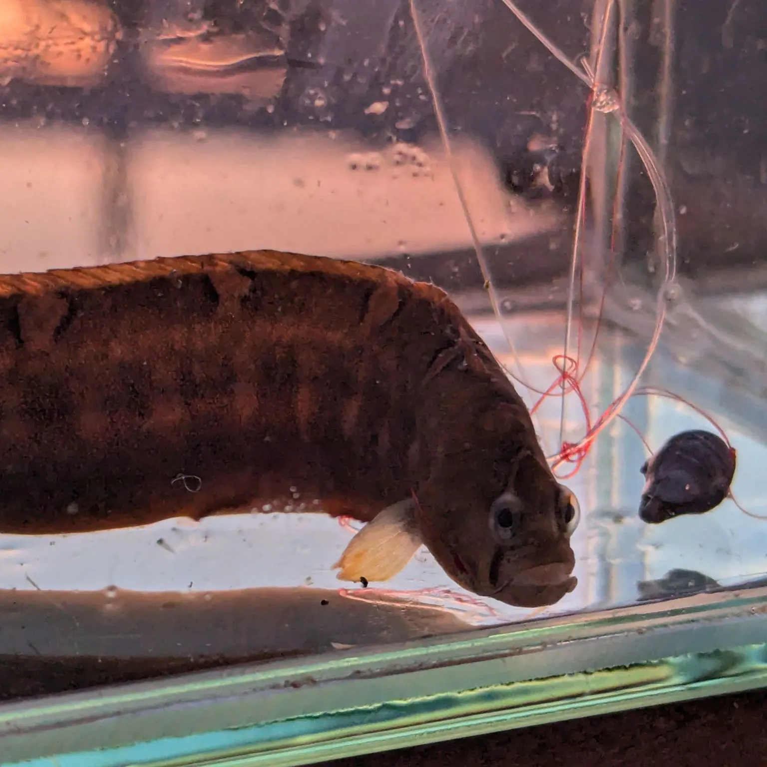 The most recent Crescent gunnel catches on Fishbrain