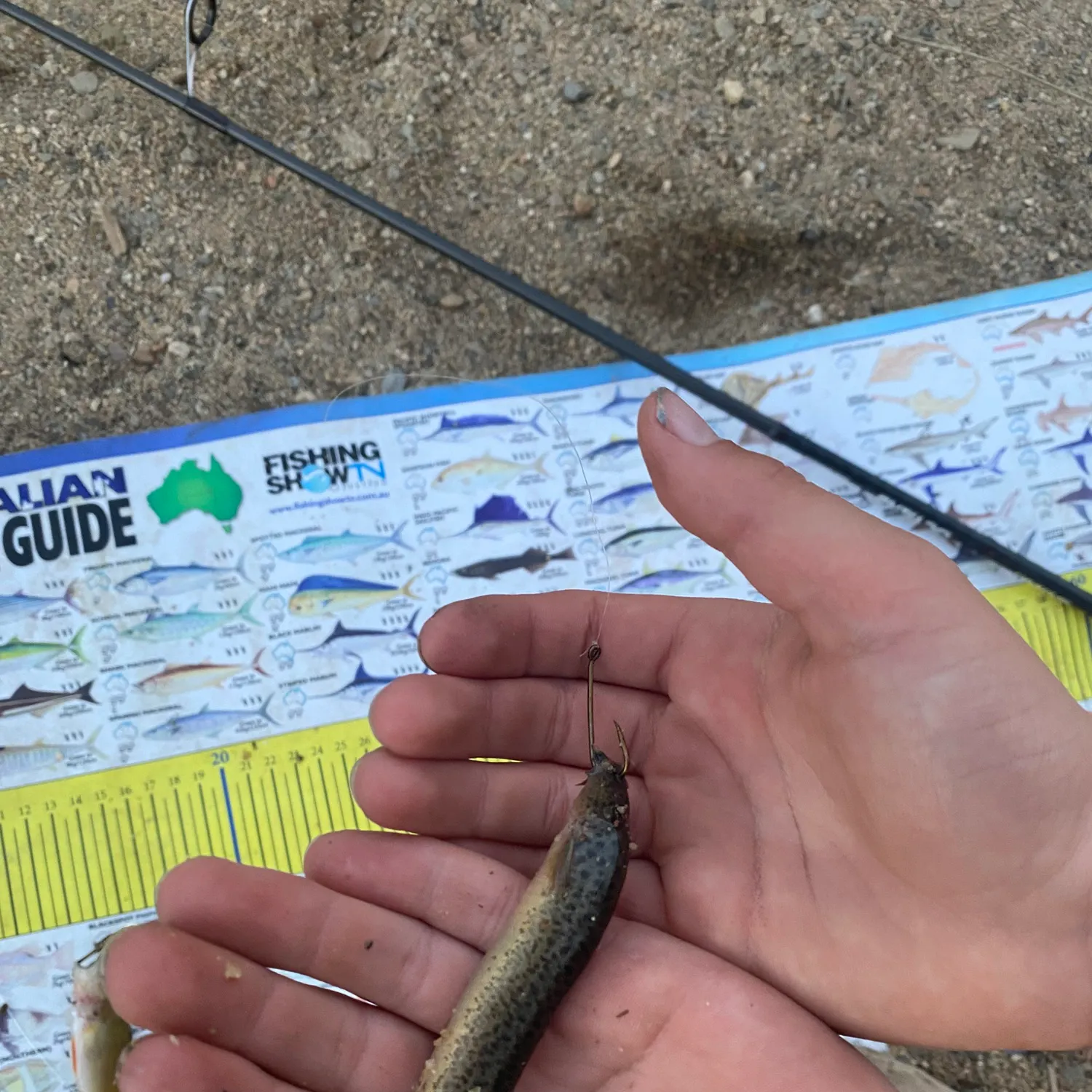The most recent Weatherloach catches on Fishbrain