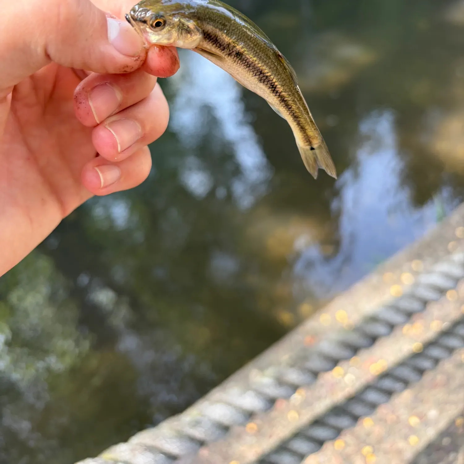 Creek chub caught on Fishbrain