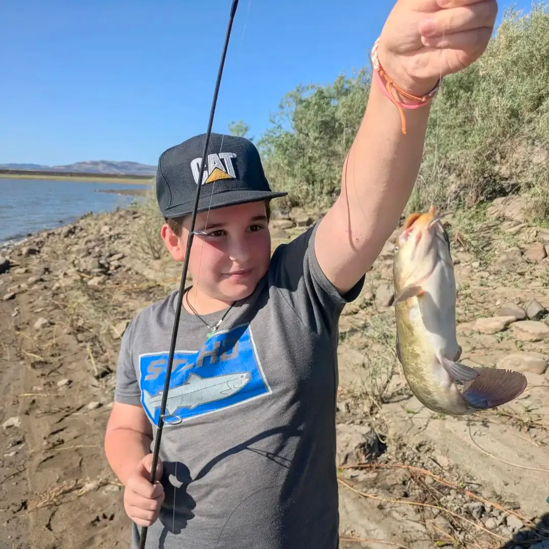 Channel catfish caught on Fishbrain