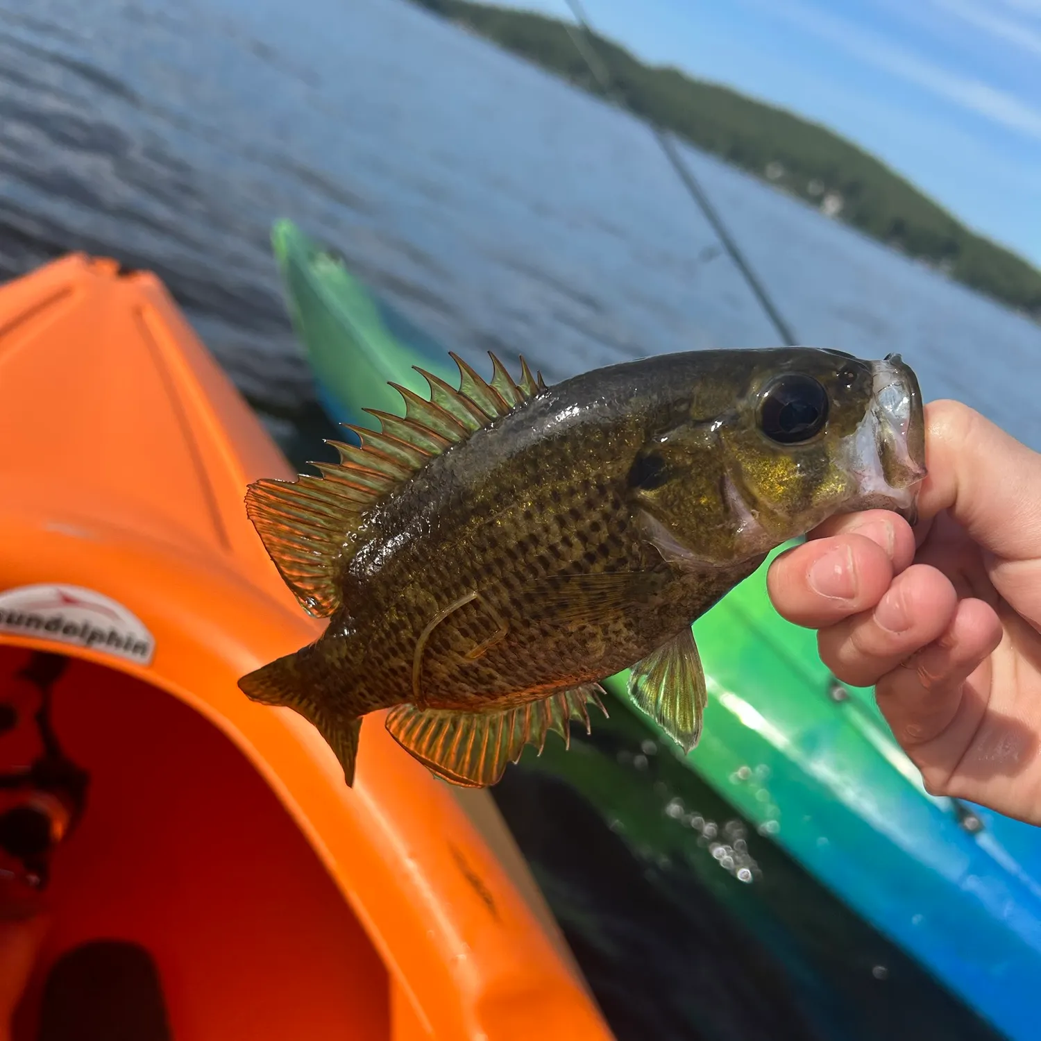 Rock bass caught on Fishbrain