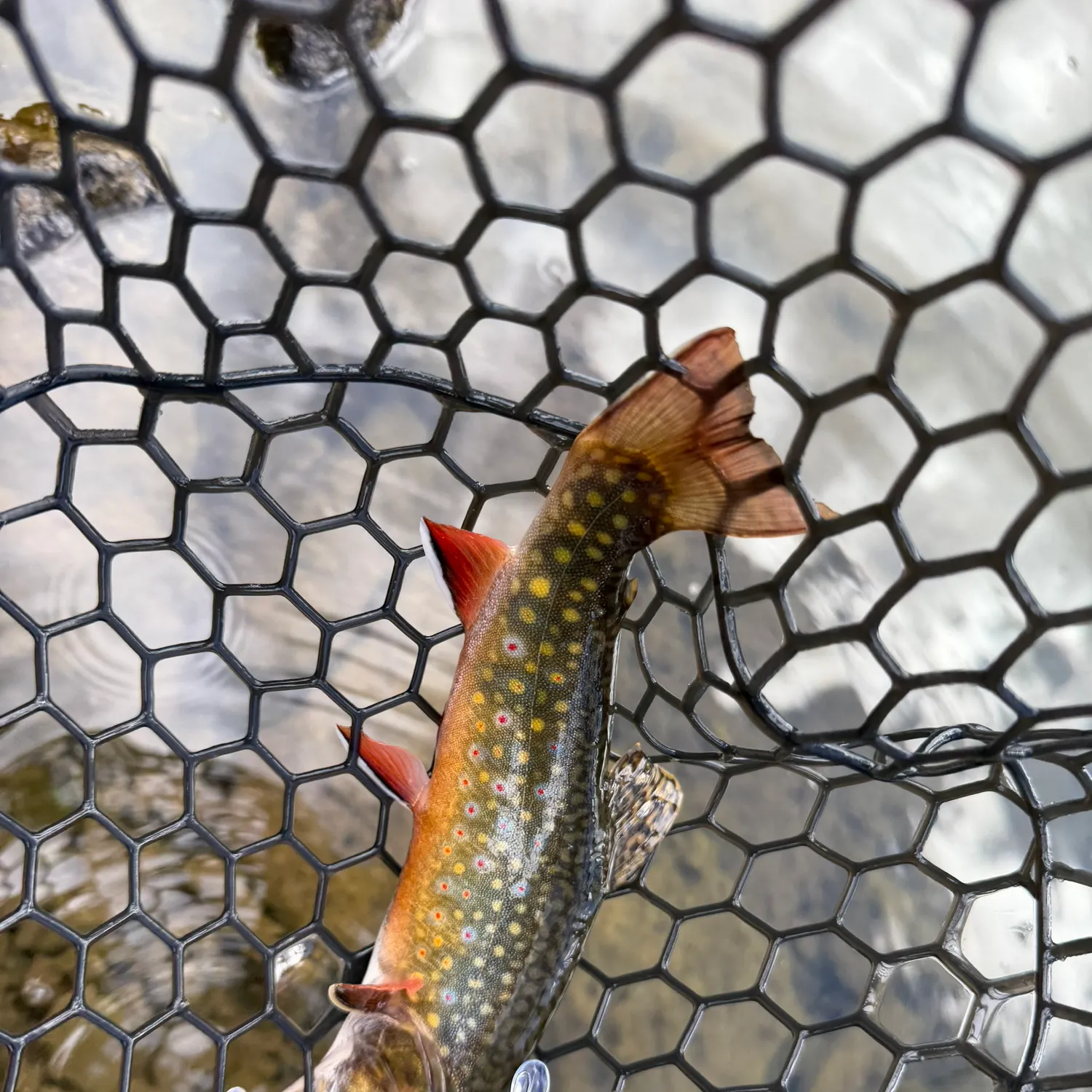 Brook trout caught on Fishbrain