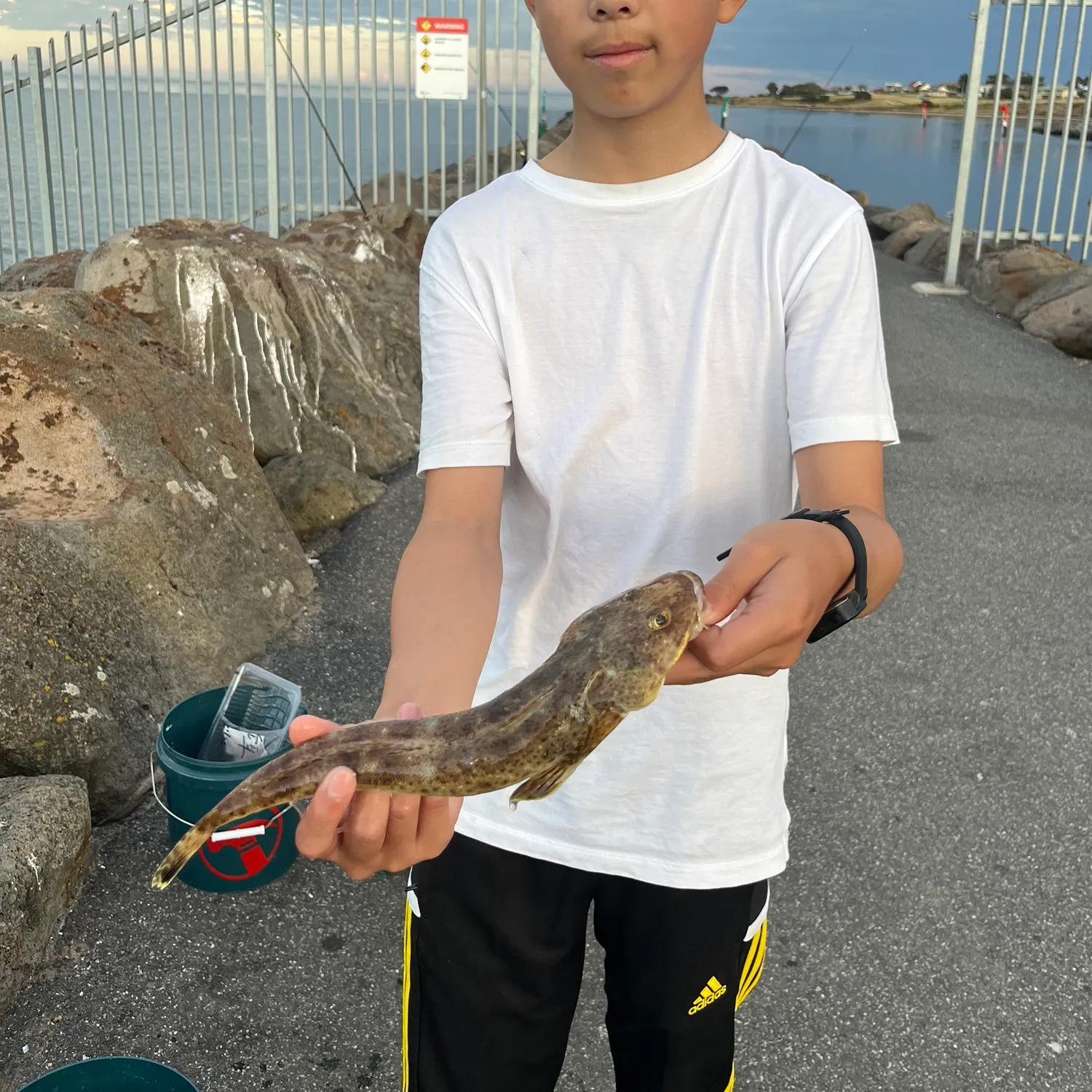 The most recent Blue-spotted flathead catches on Fishbrain
