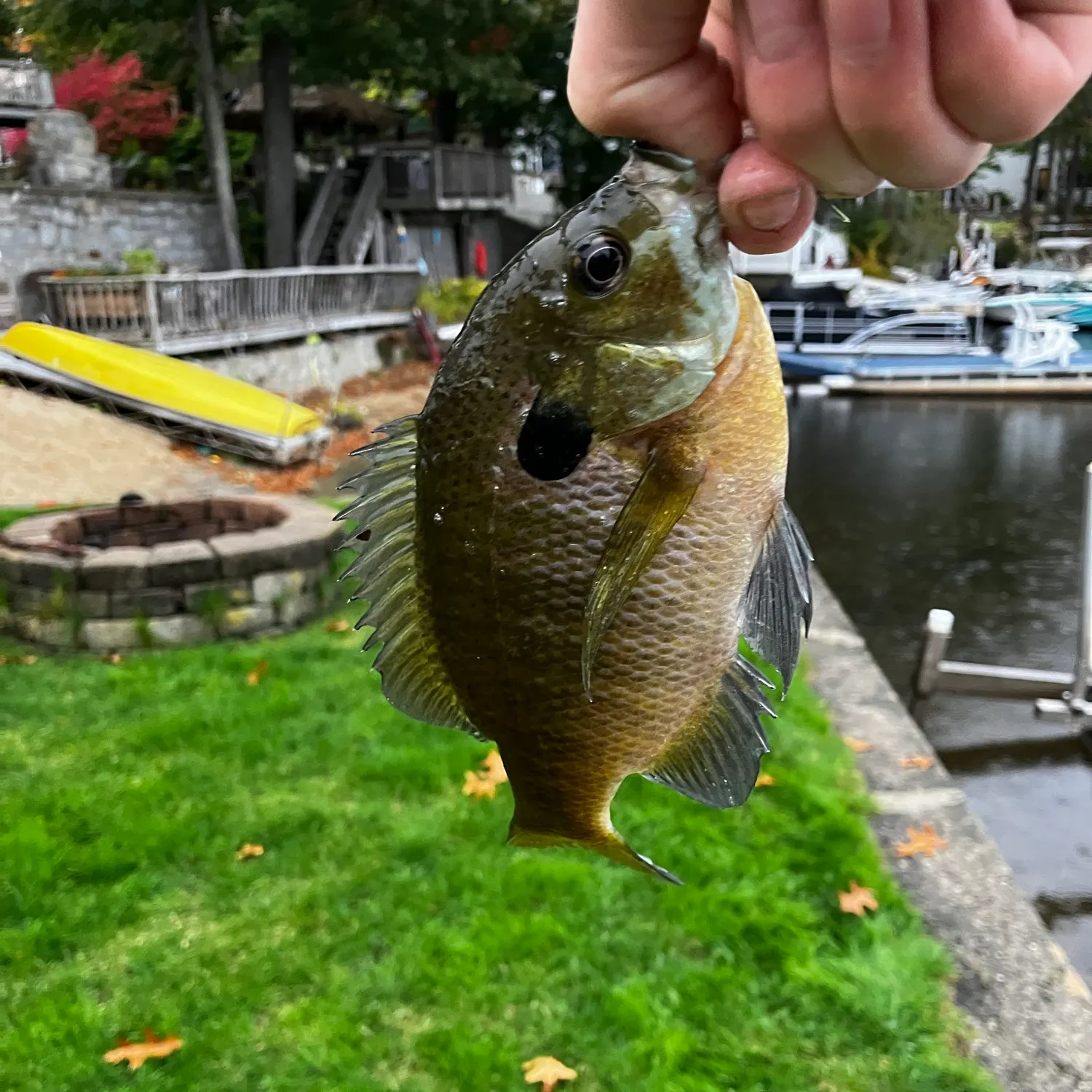 Bluegill caught on Fishbrain