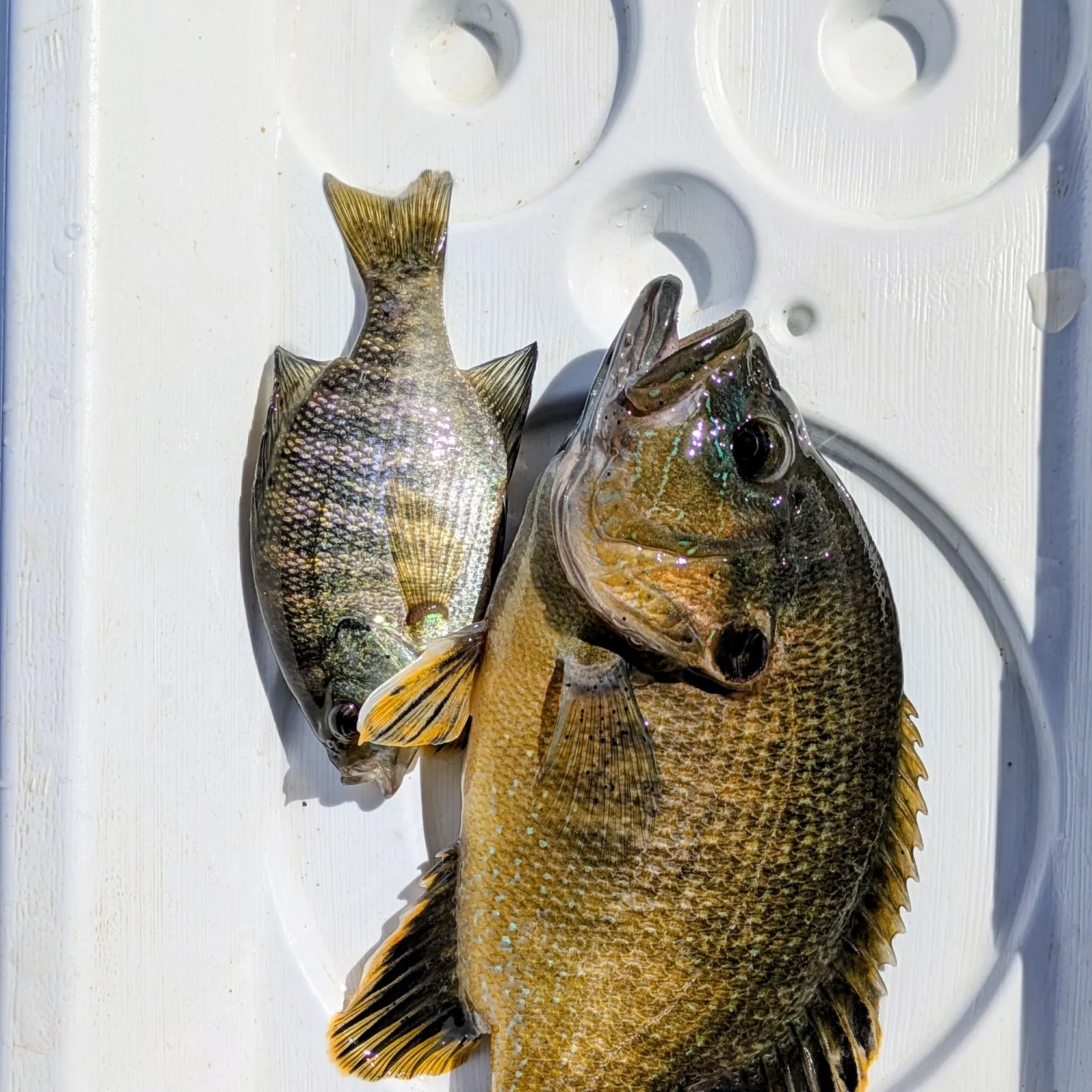 recently logged catches