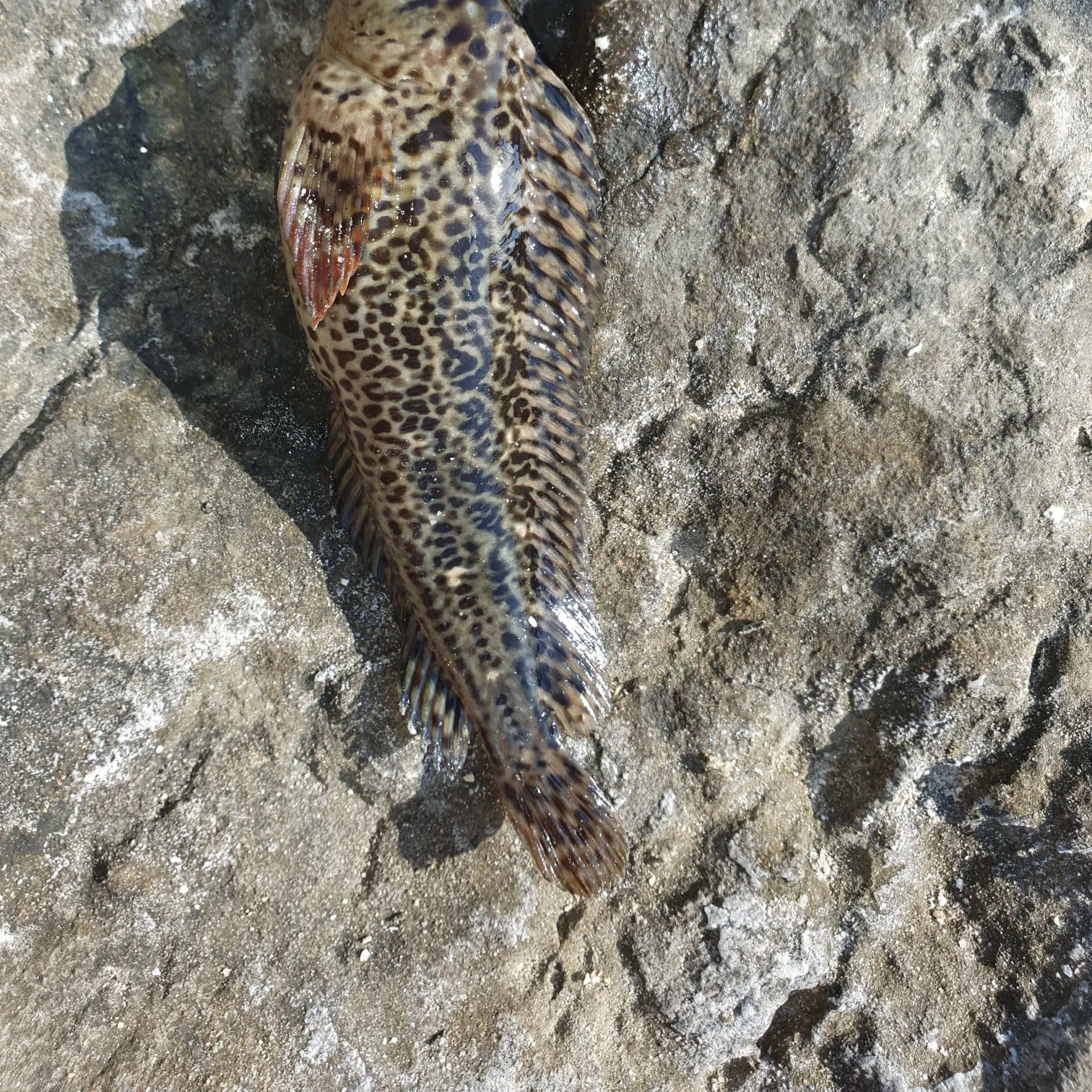 The most popular recent Rusty blenny catch on Fishbrain