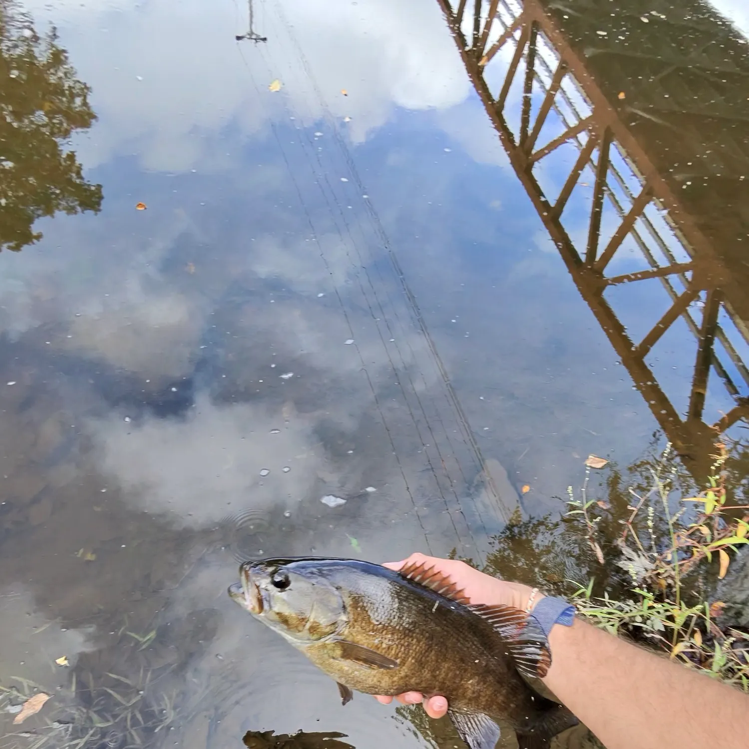 Smallmouth bass caught on Fishbrain