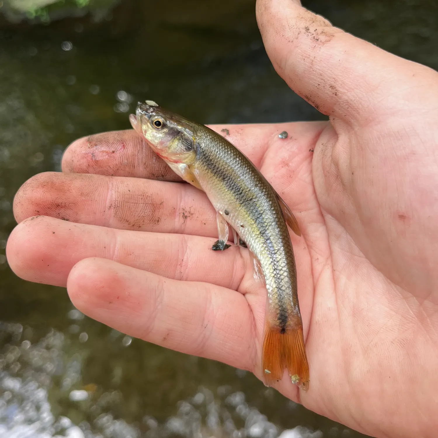 Creek chub caught on Fishbrain