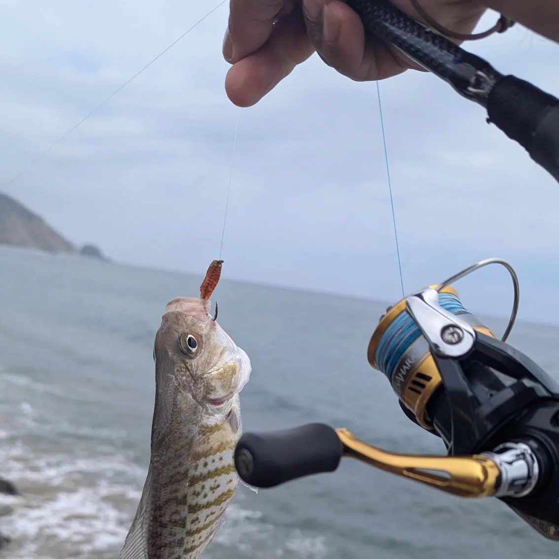 The most recent Rainbow surfperch catches on Fishbrain