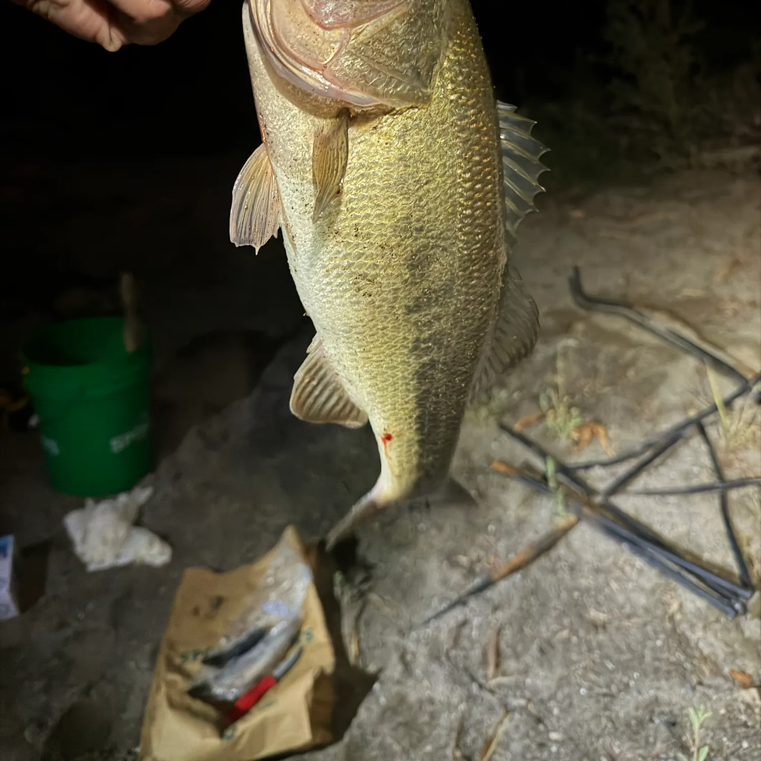 Spotted bass caught on Fishbrain