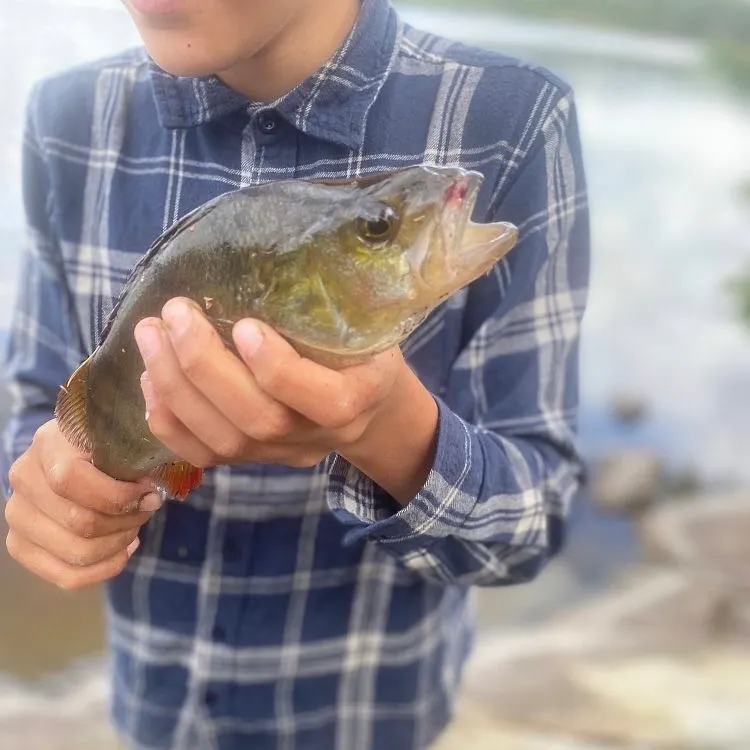 European perch caught on Fishbrain