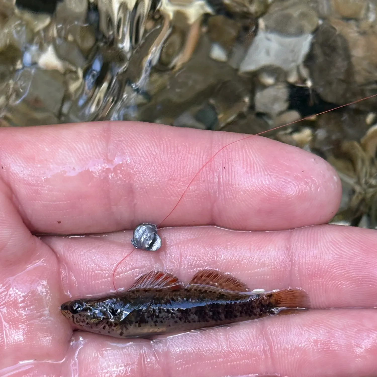 The most recent Okaloosa darter catches on Fishbrain
