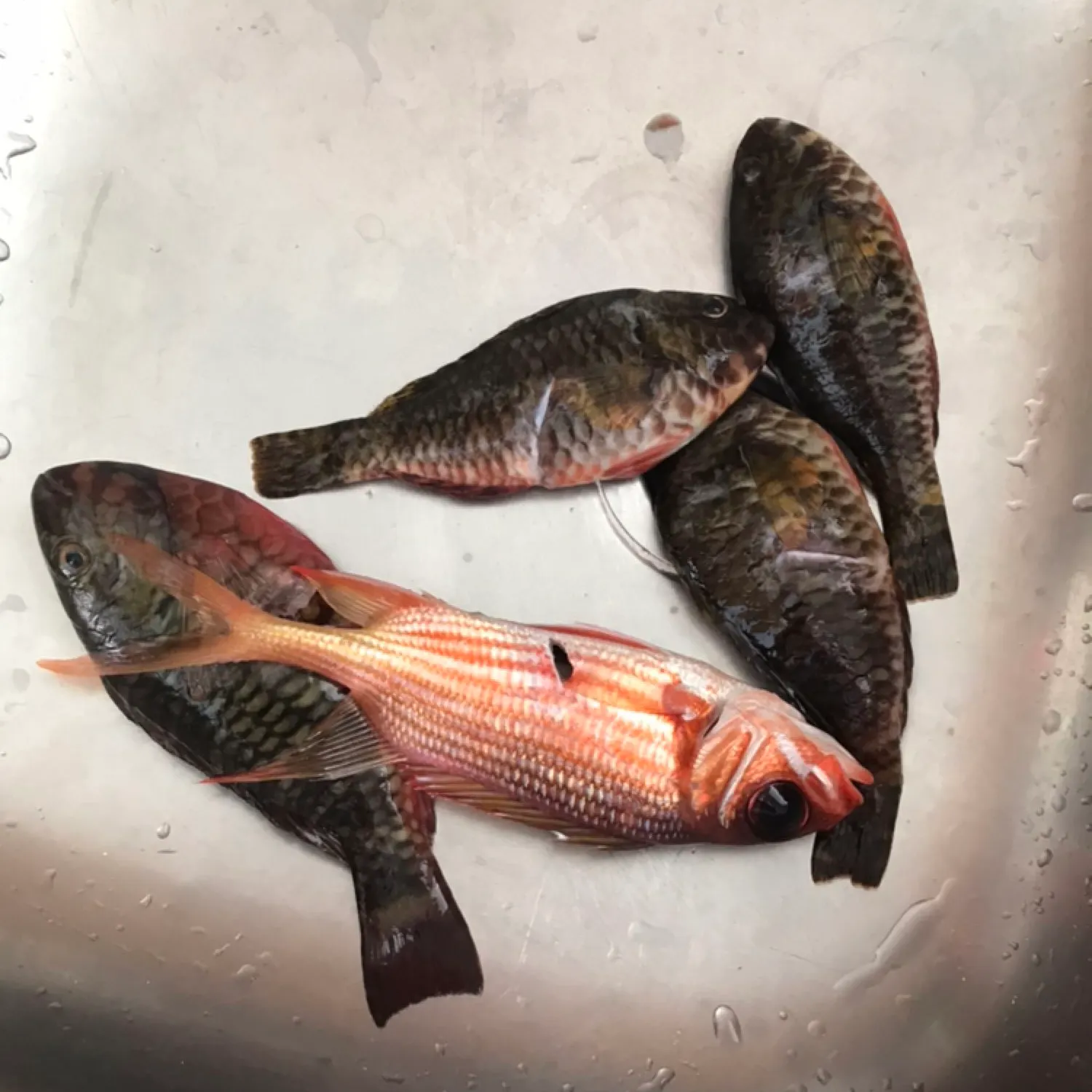 recently logged catches