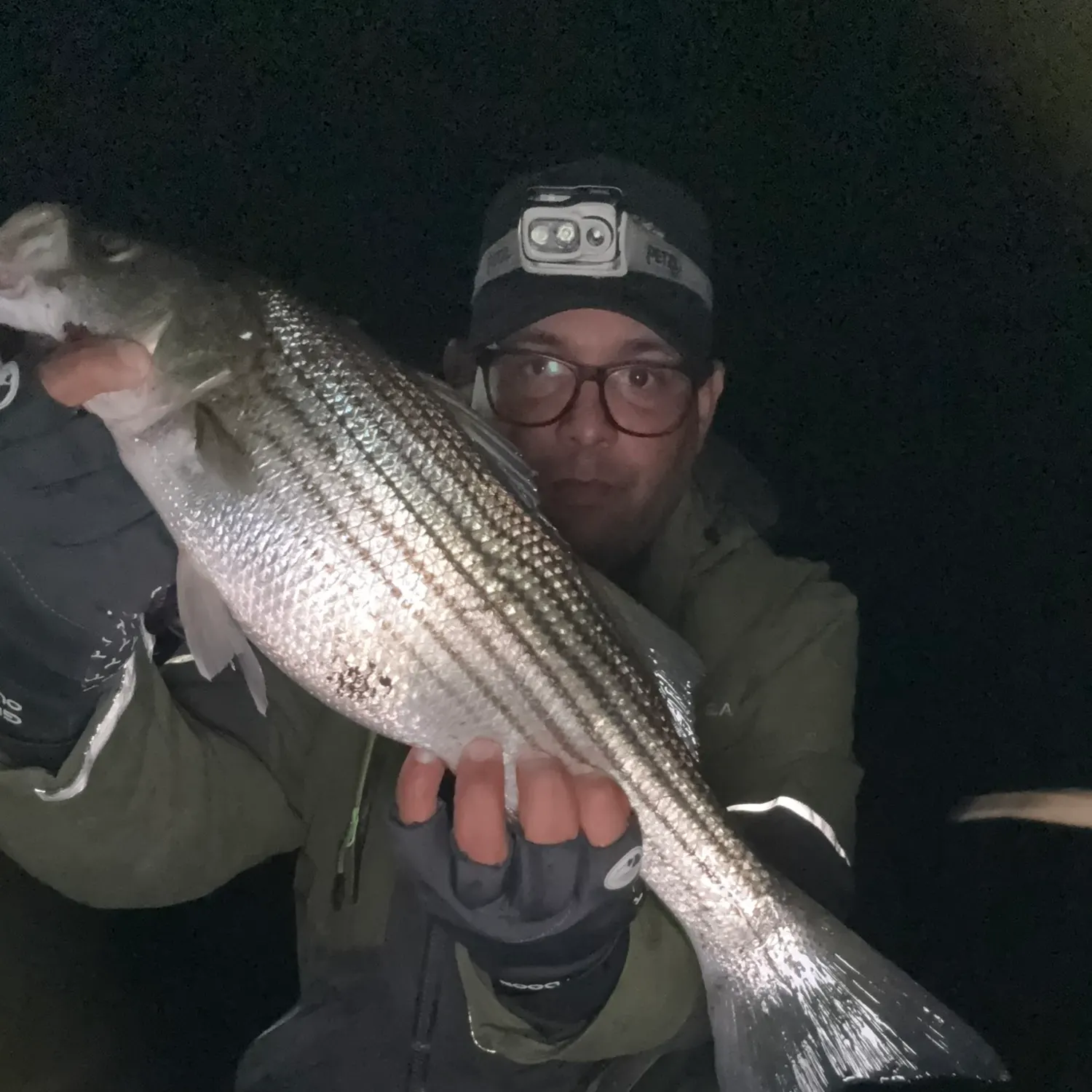 Striped bass caught on Fishbrain