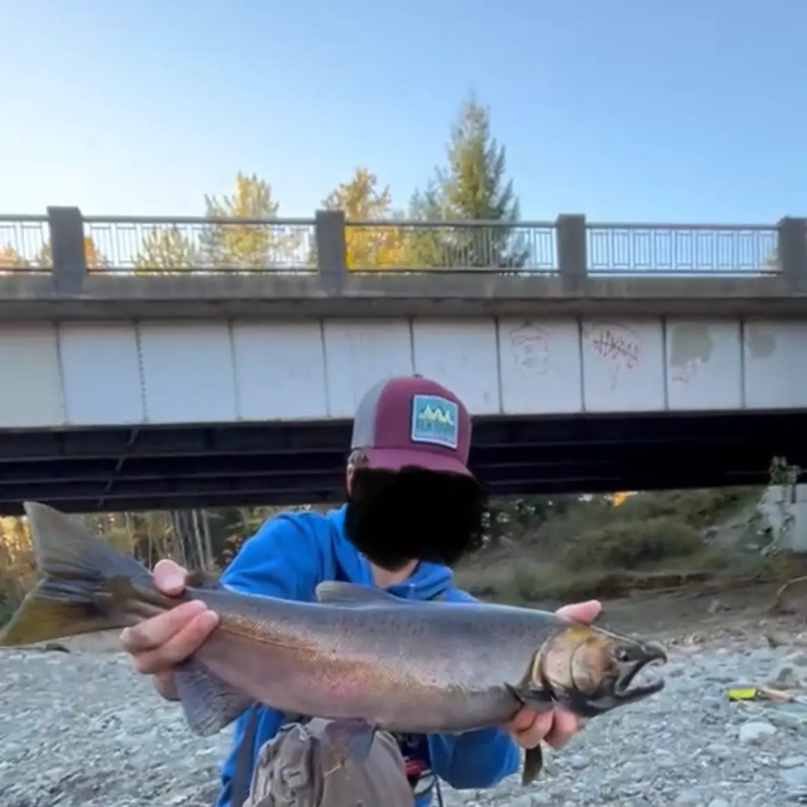 Coho salmon caught on Fishbrain