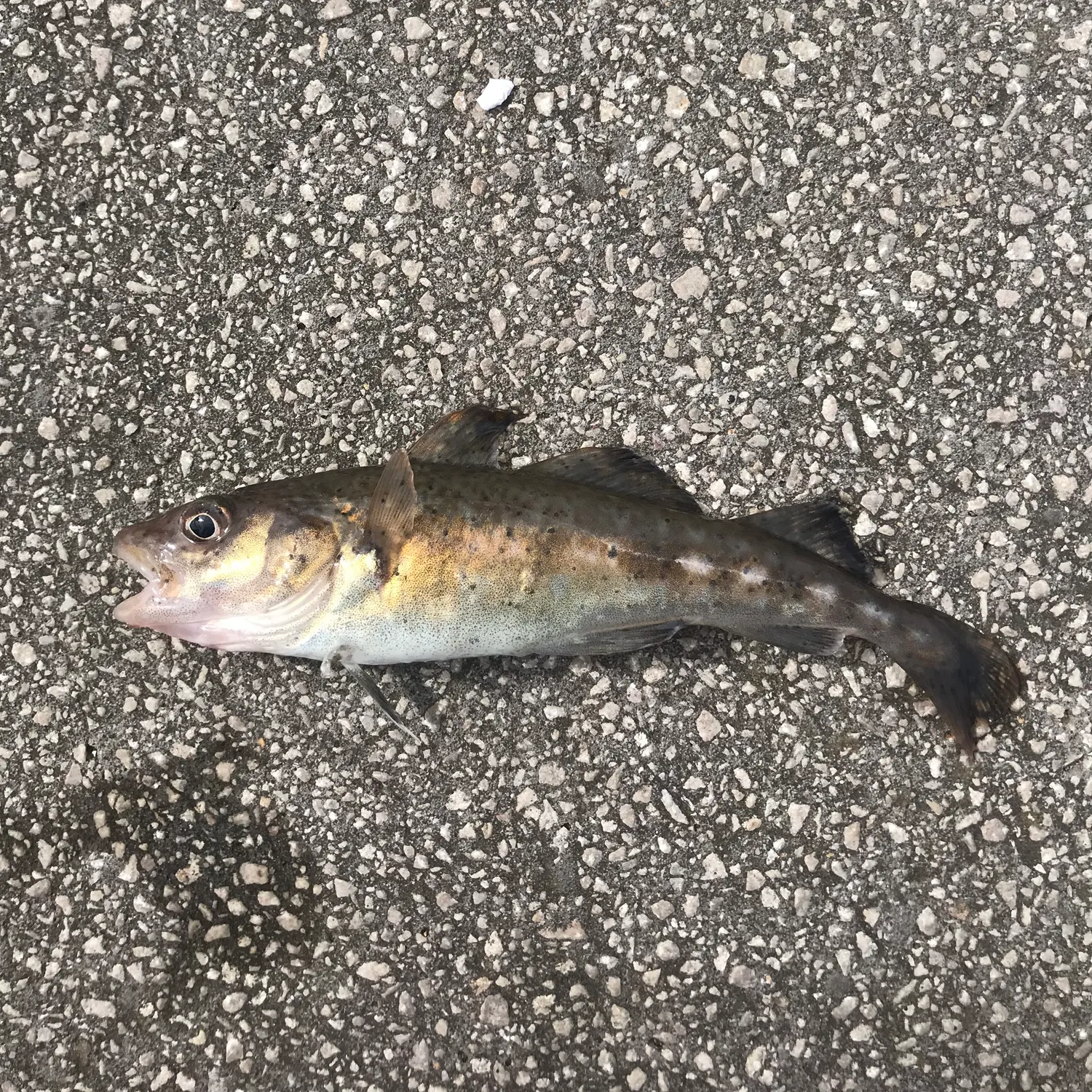 The most recent Atlantic cod catches on Fishbrain