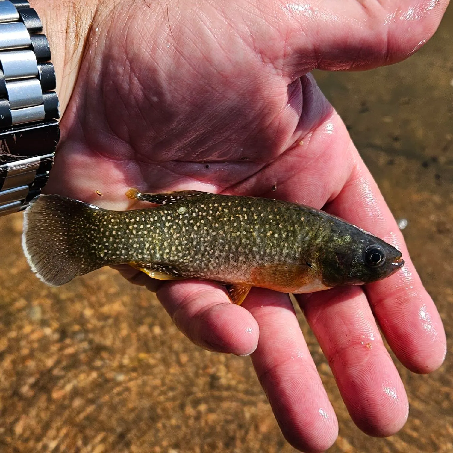 The most recent Central mudminnow catches on Fishbrain