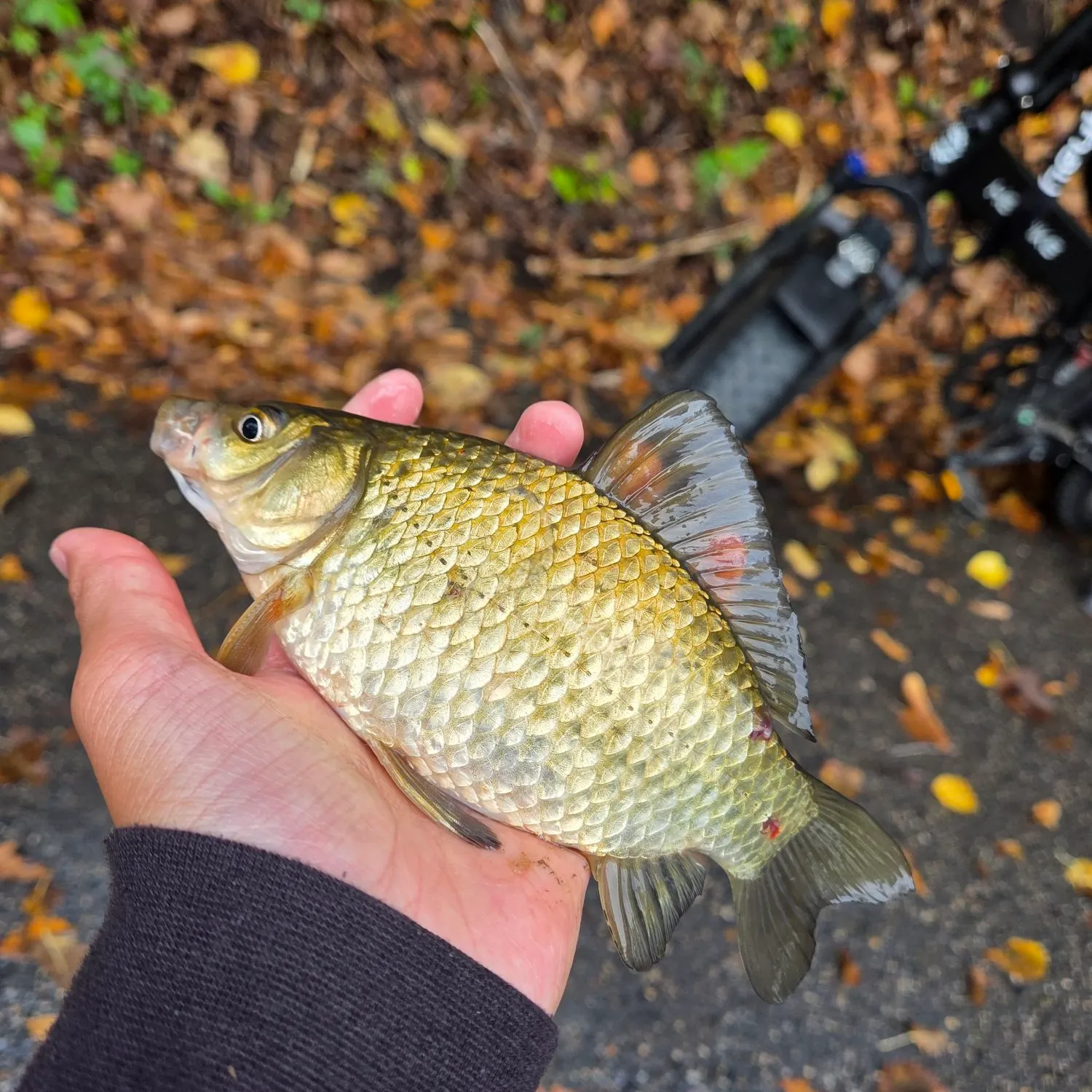 Goldfish caught on Fishbrain