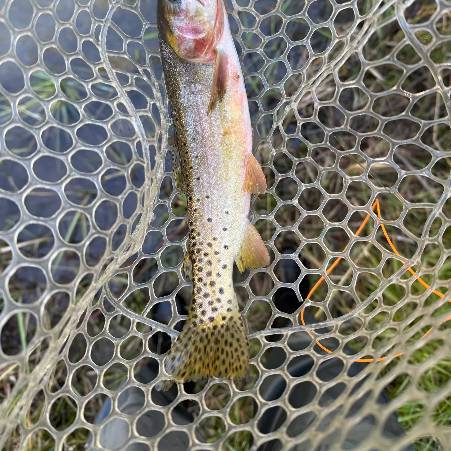 The most recent Colorado river cutthroat trout catches on Fishbrain