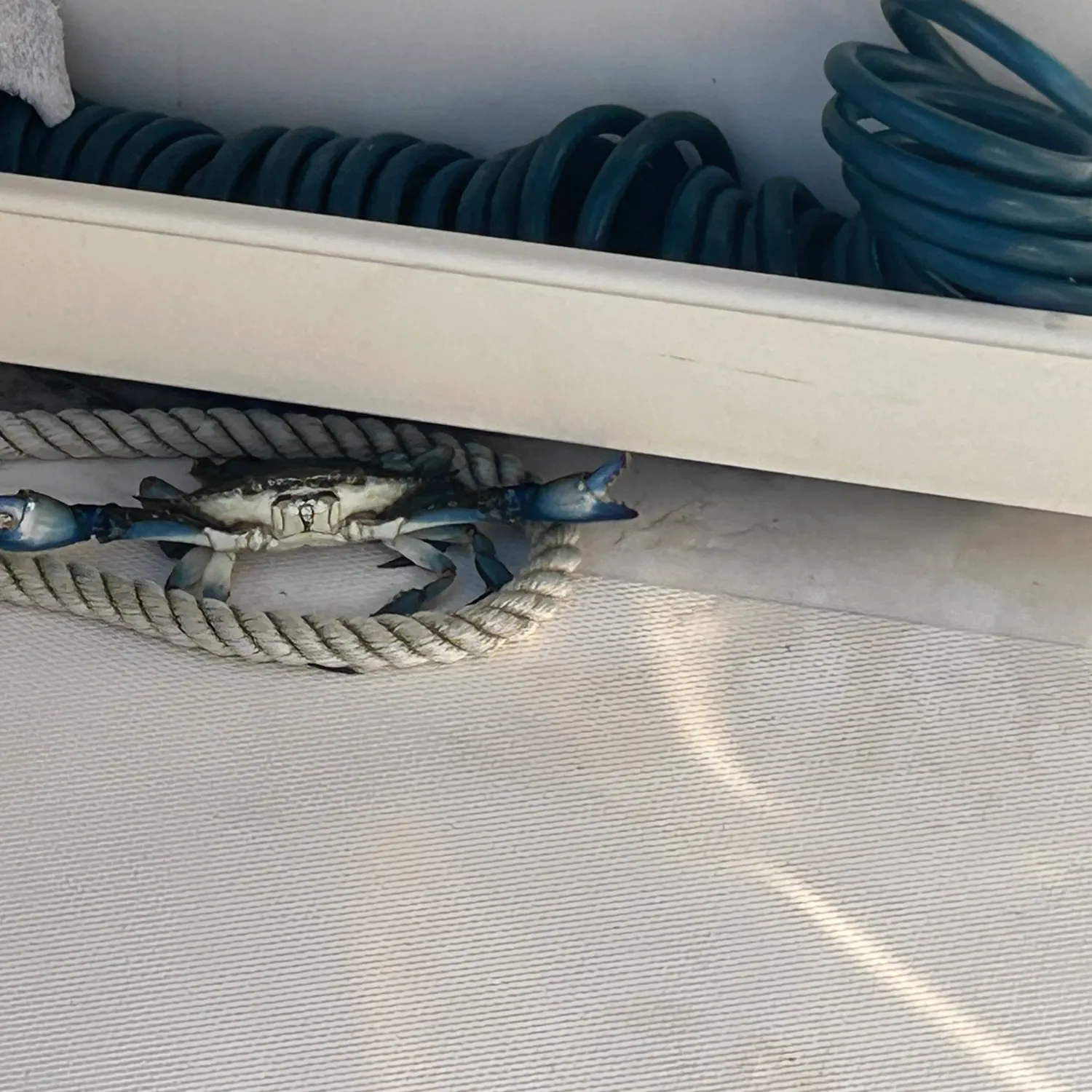 Blue crab caught on Fishbrain