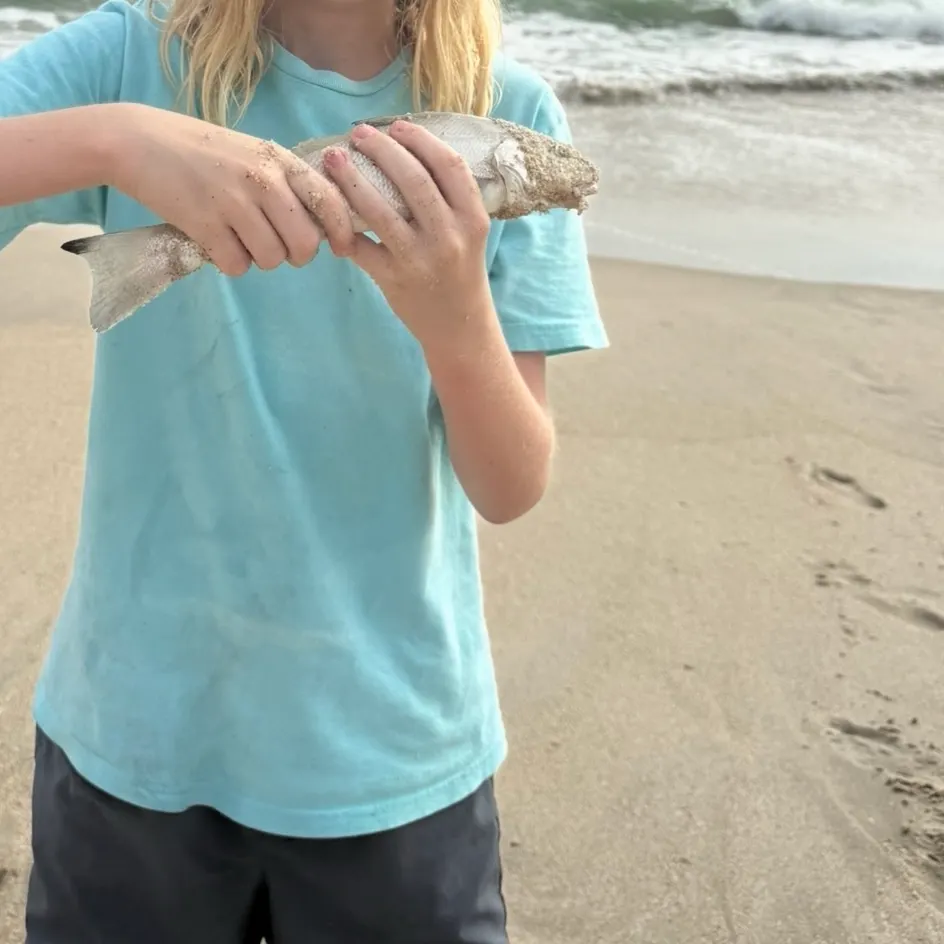 King George whiting caught on Fishbrain