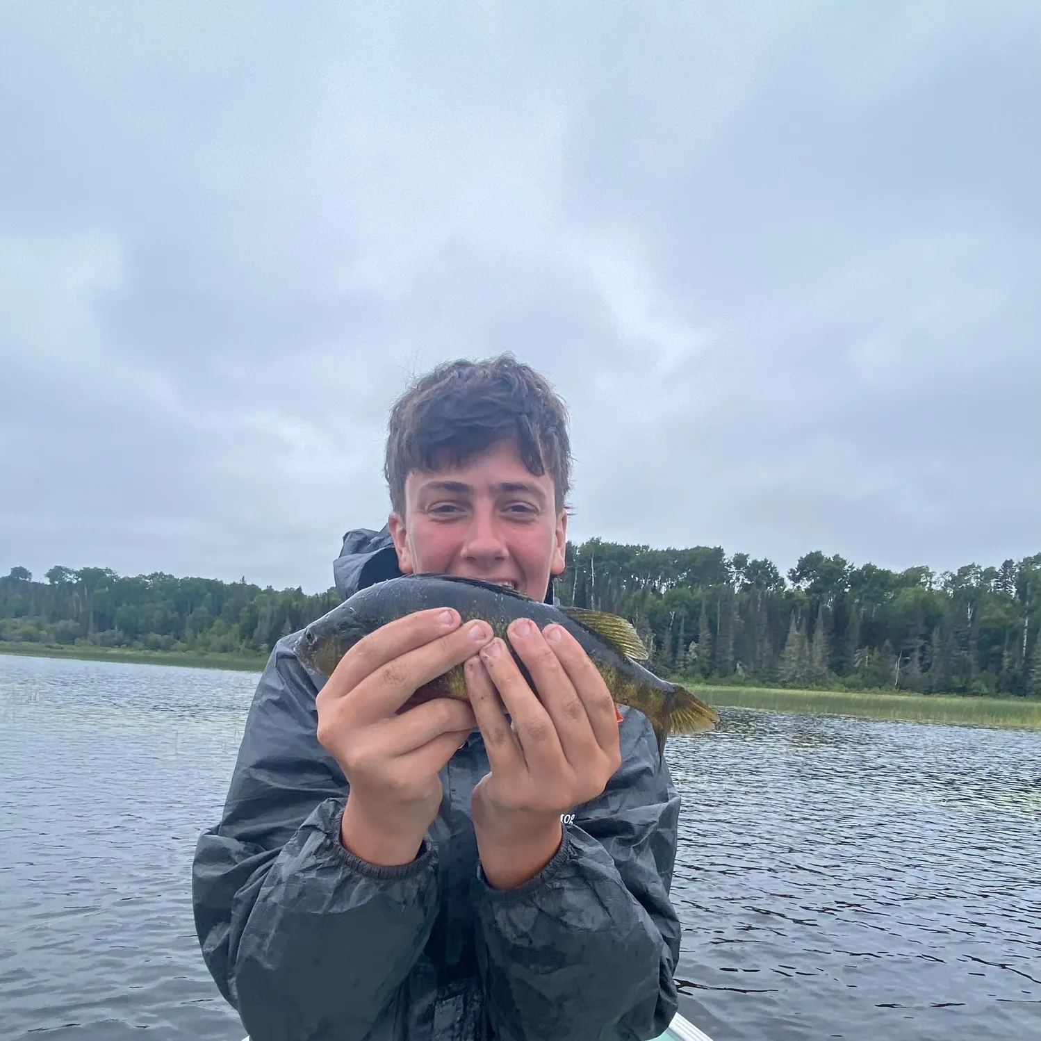Yellow perch caught on Fishbrain
