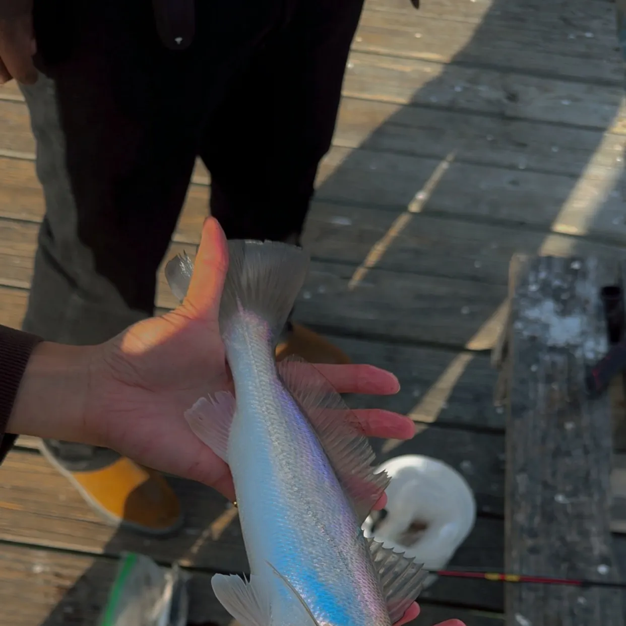 The most recent Sand seatrout catches on Fishbrain