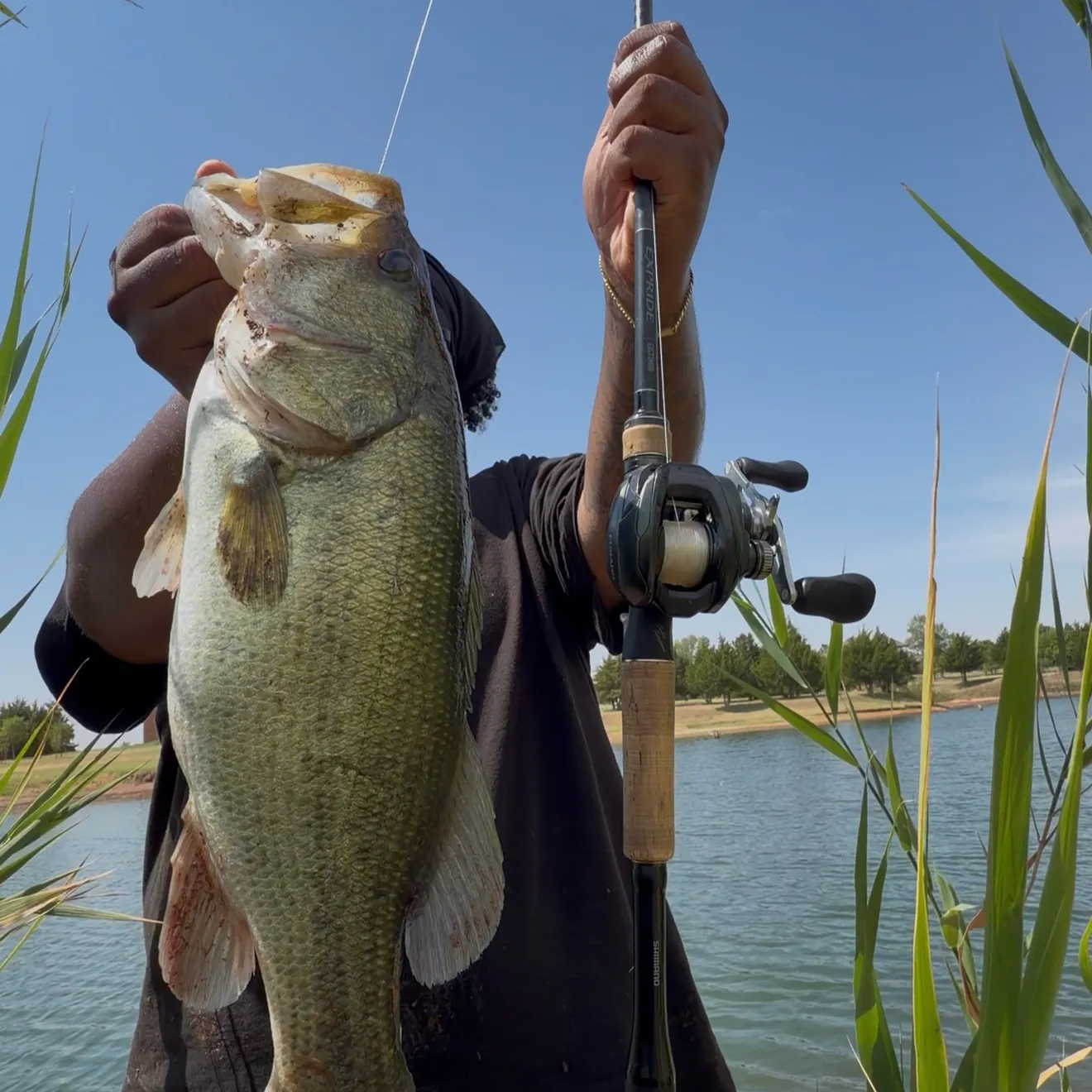 Largemouth bass caught on Fishbrain