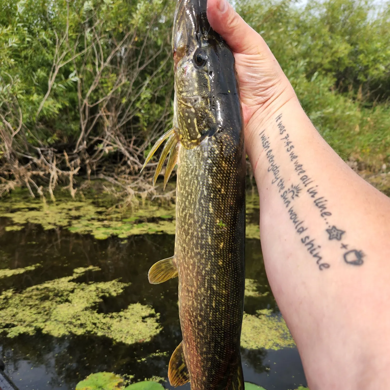 recently logged catches