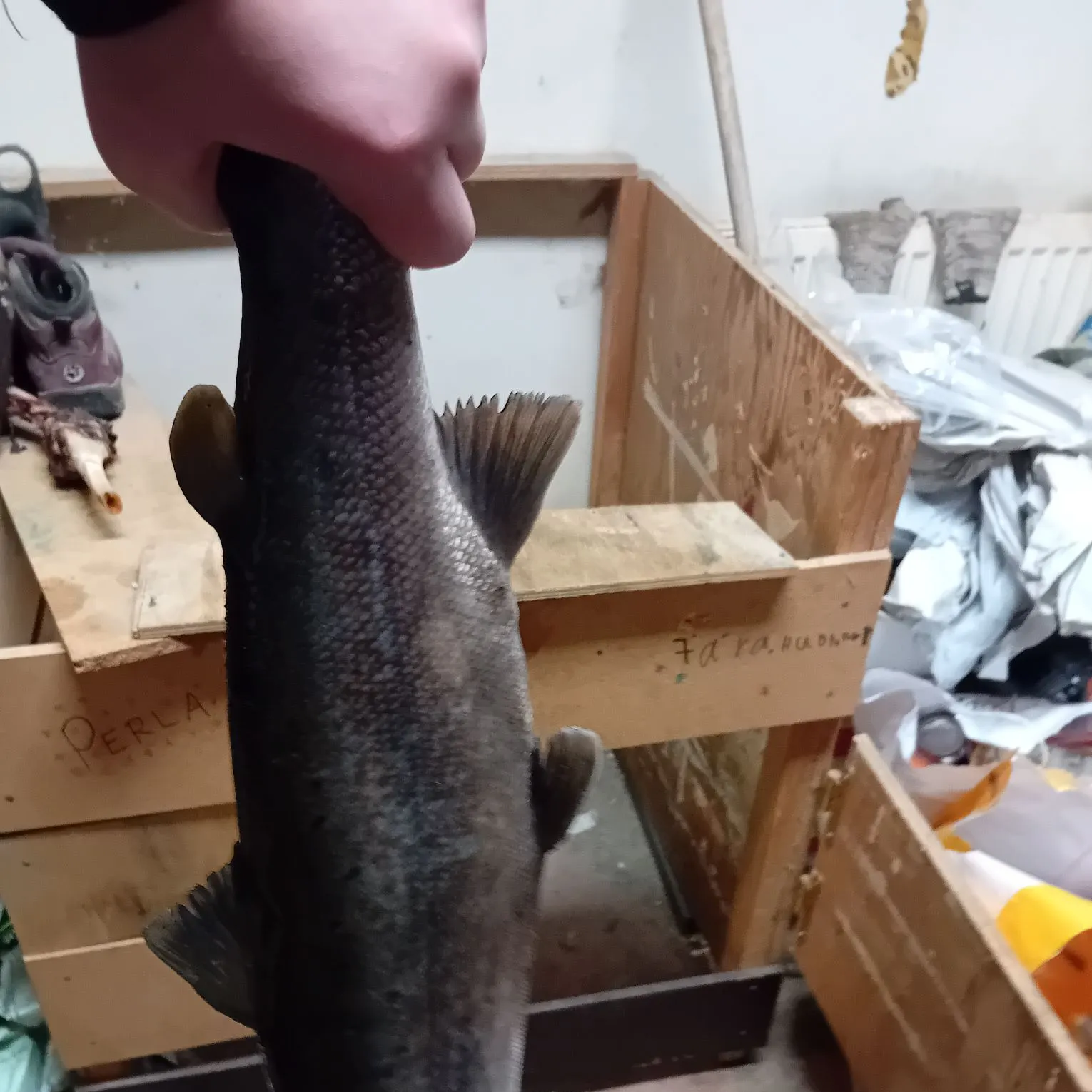 Atlantic salmon caught on Fishbrain