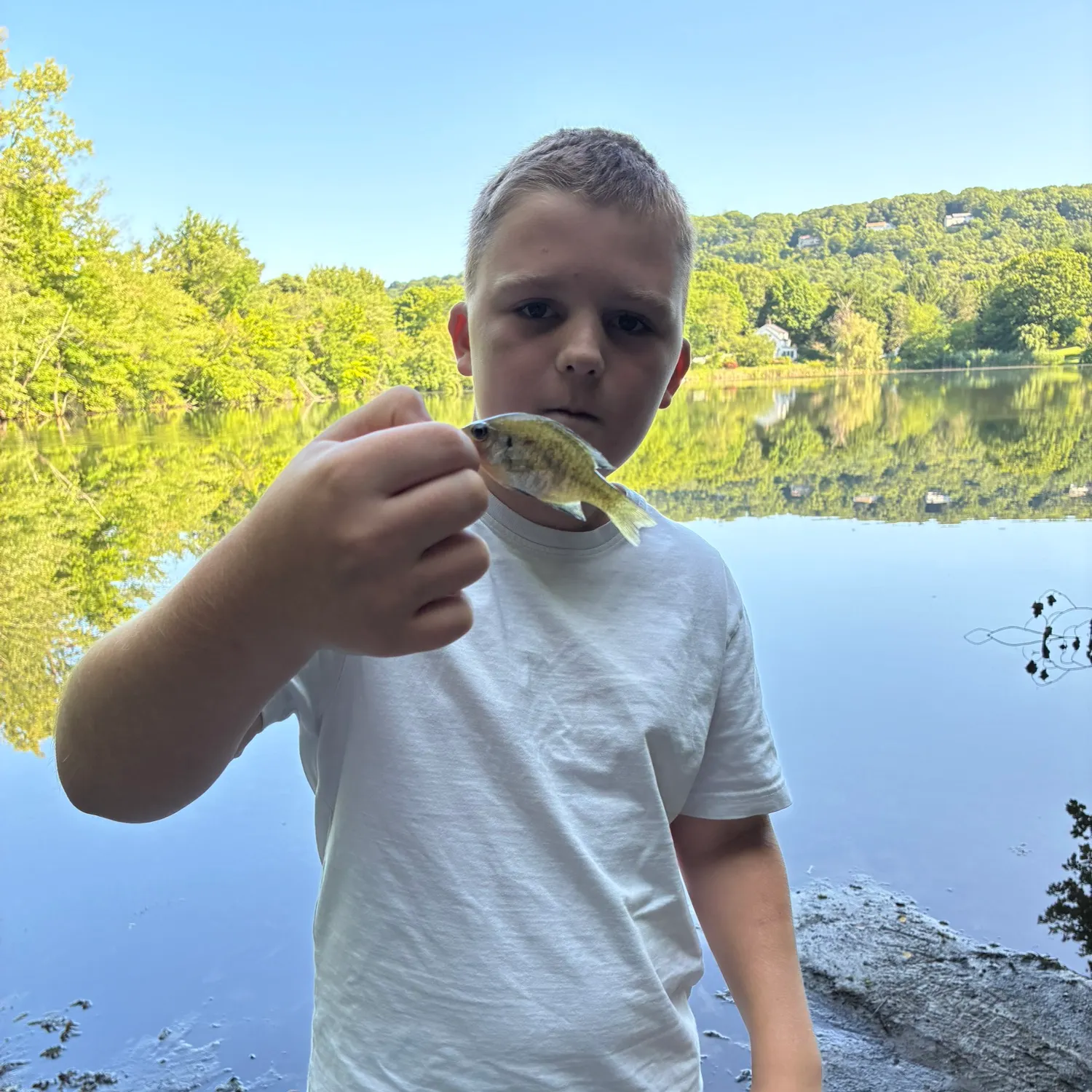 The most recent Great white shark catches on Fishbrain