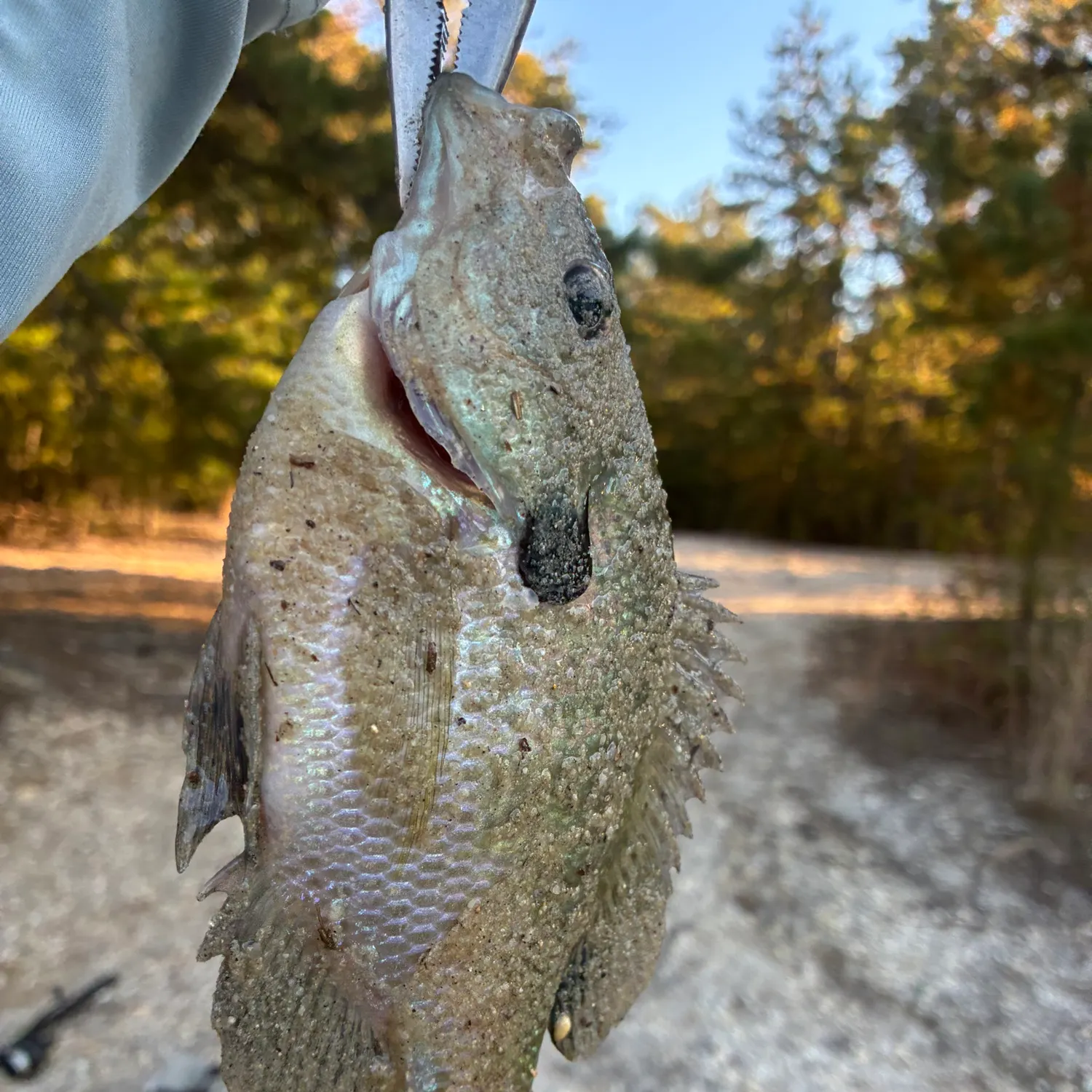 Bluegill caught on Fishbrain