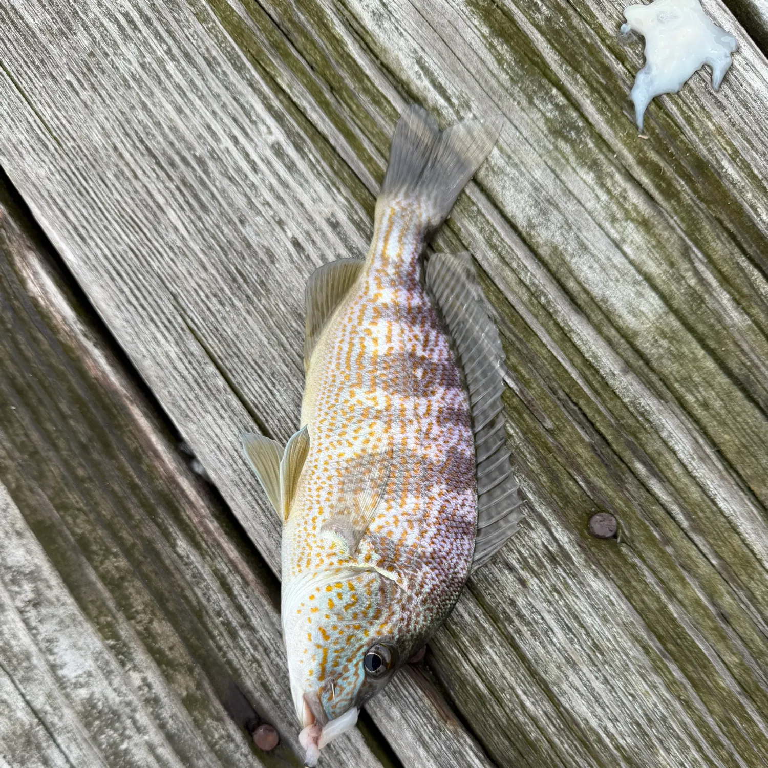 Pigfish caught on Fishbrain