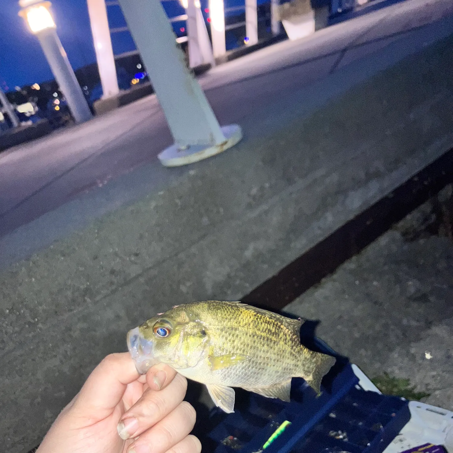 Rock bass caught on Fishbrain