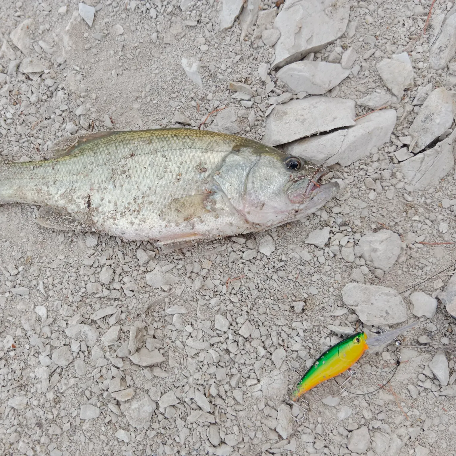 Largemouth bass caught on Fishbrain