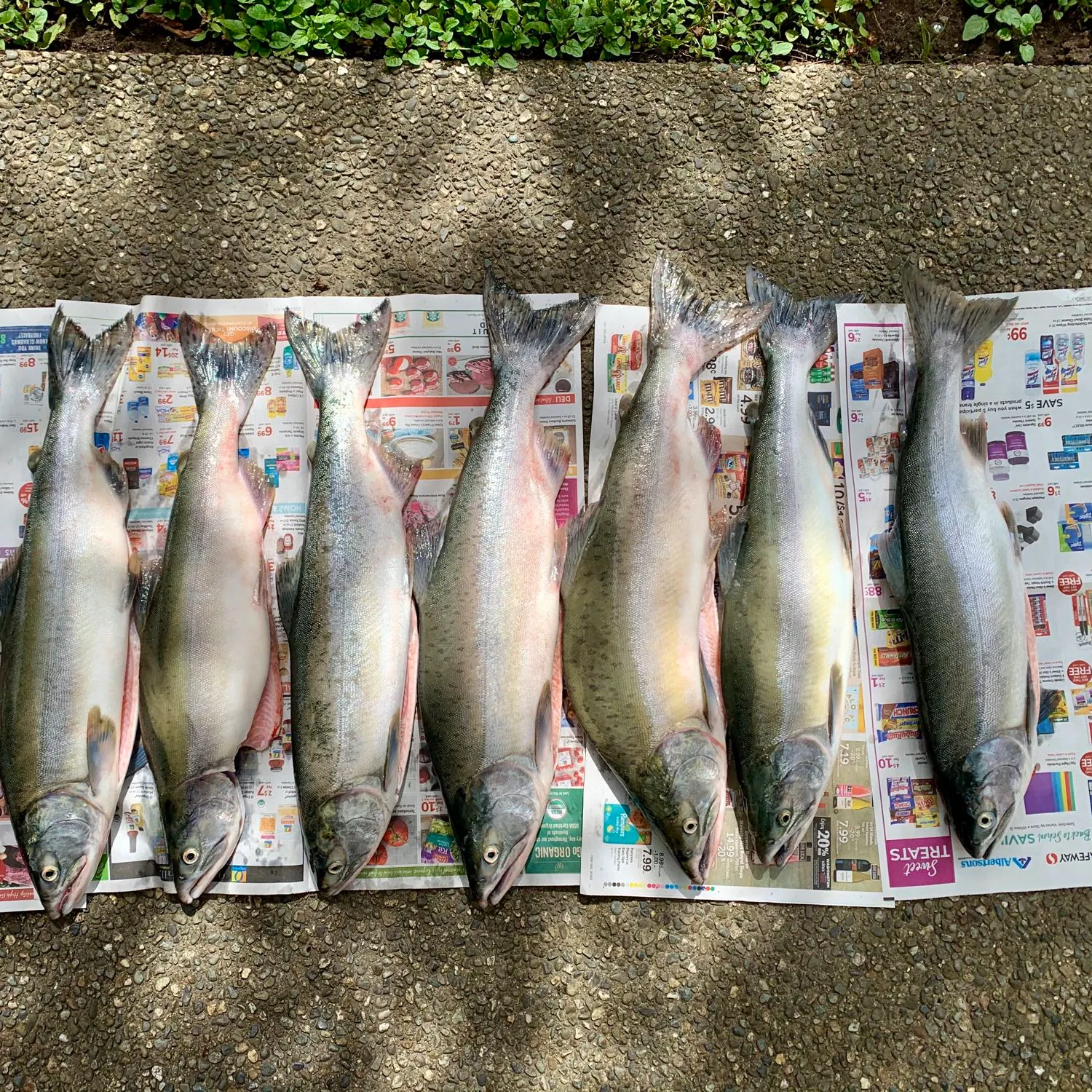 recently logged catches