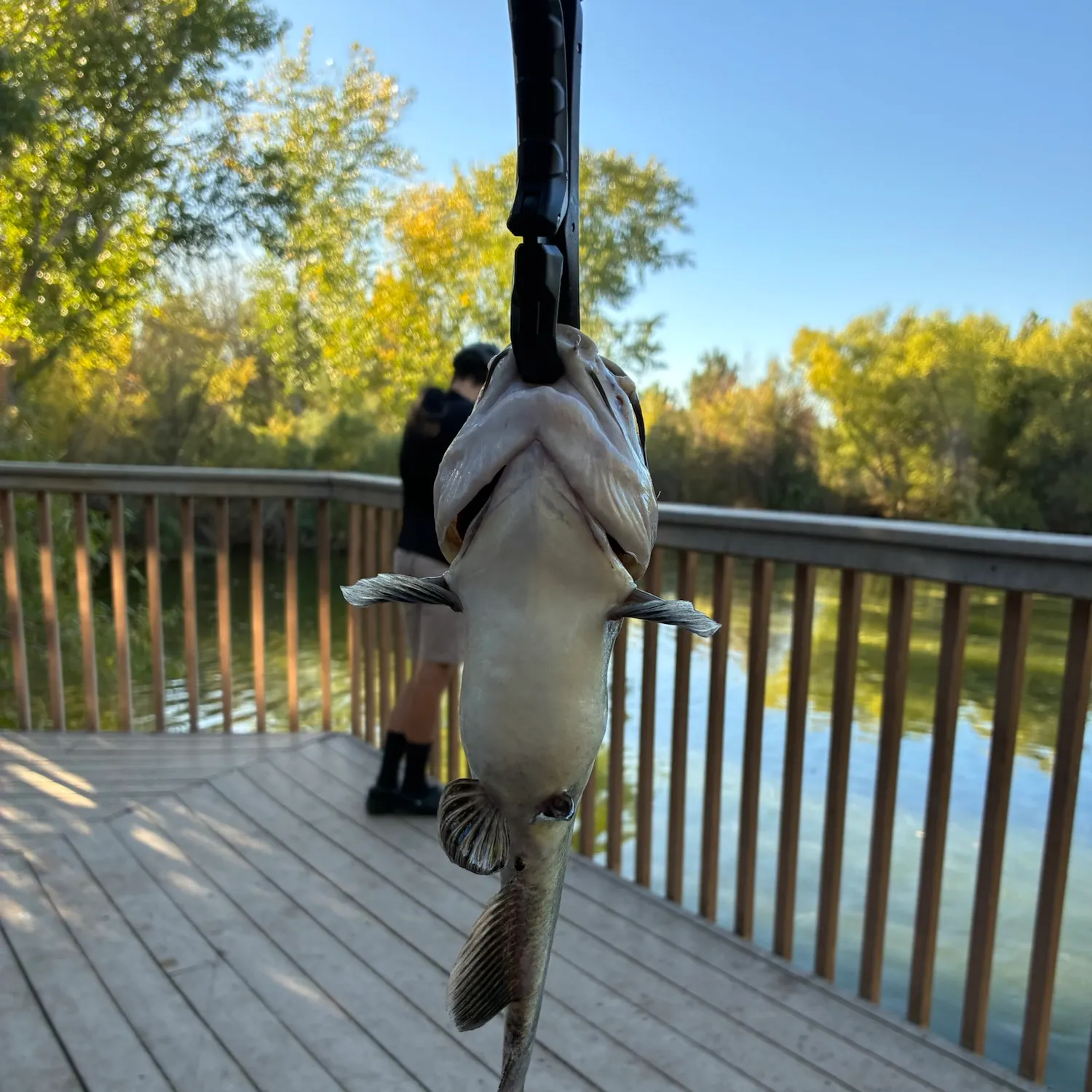 Black bullhead caught on Fishbrain
