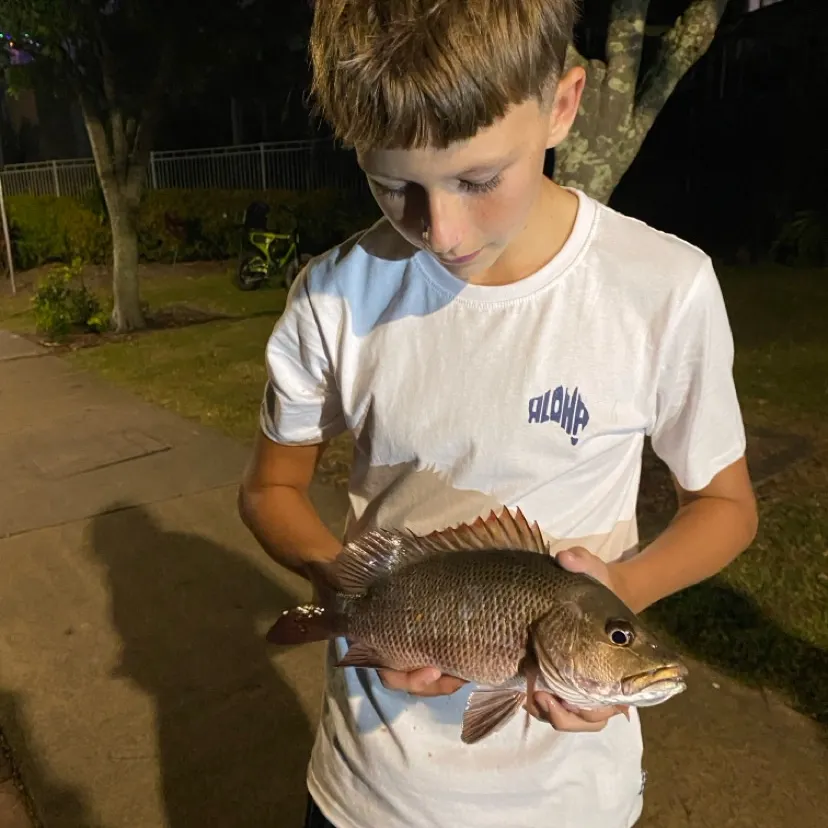 The most recent Mangrove red snapper catches on Fishbrain
