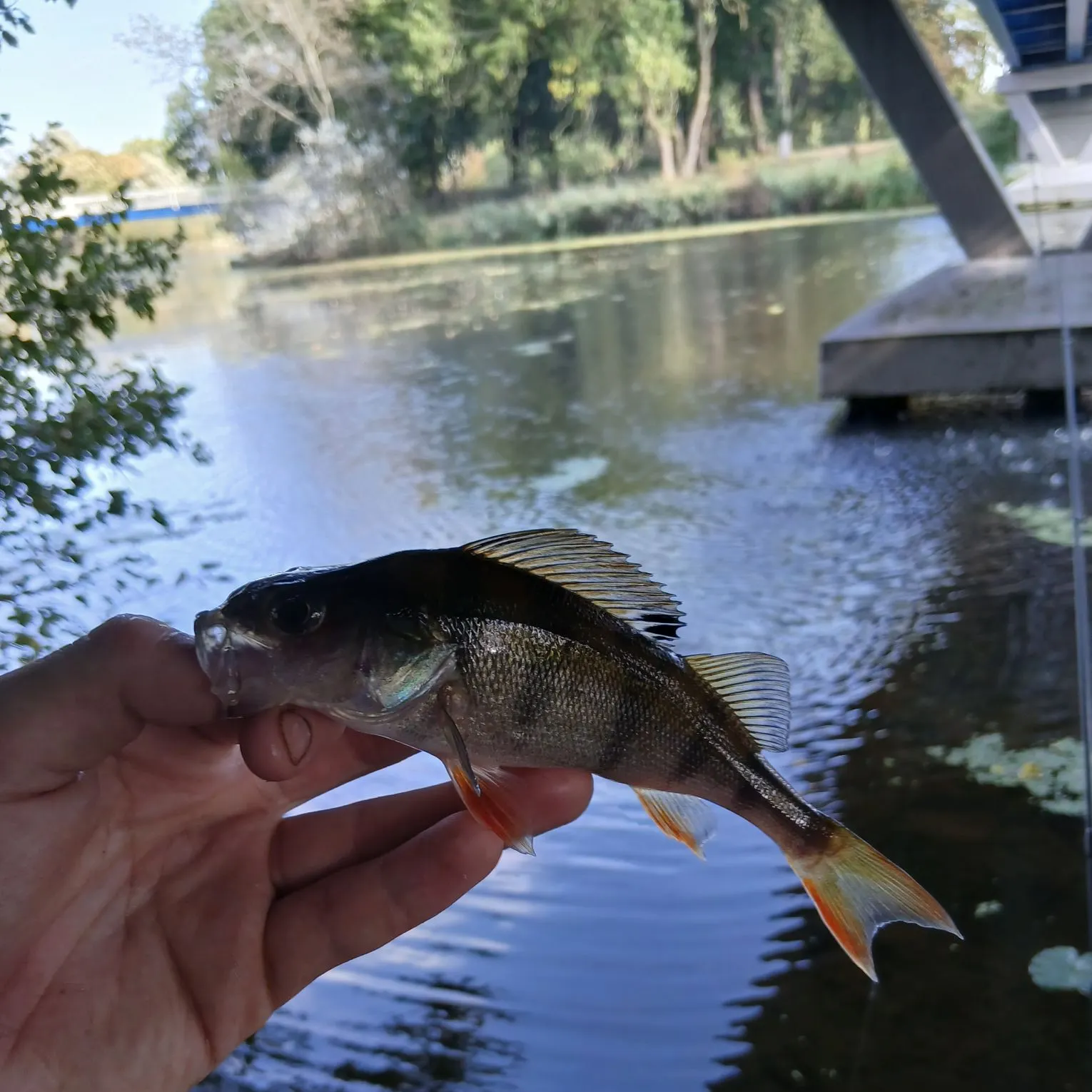 European perch caught on Fishbrain