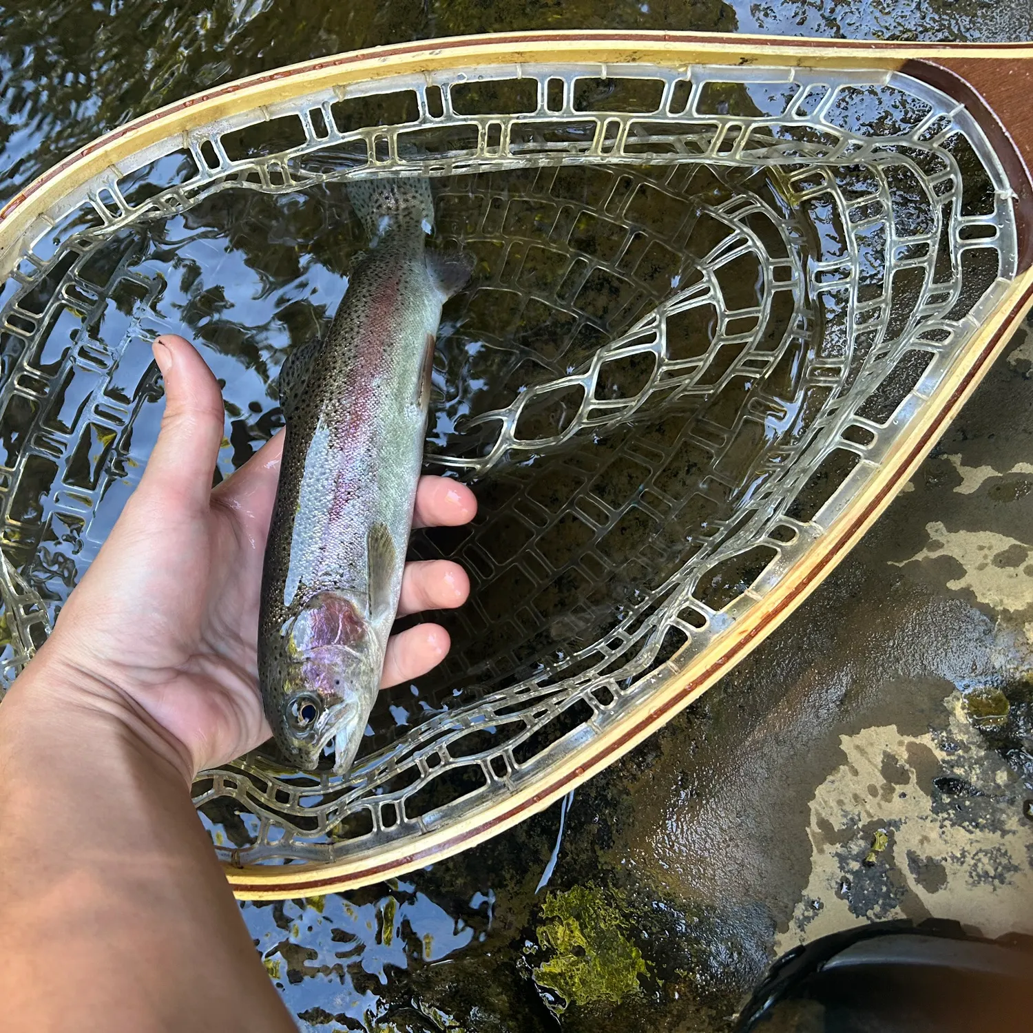 Rainbow trout caught on Fishbrain
