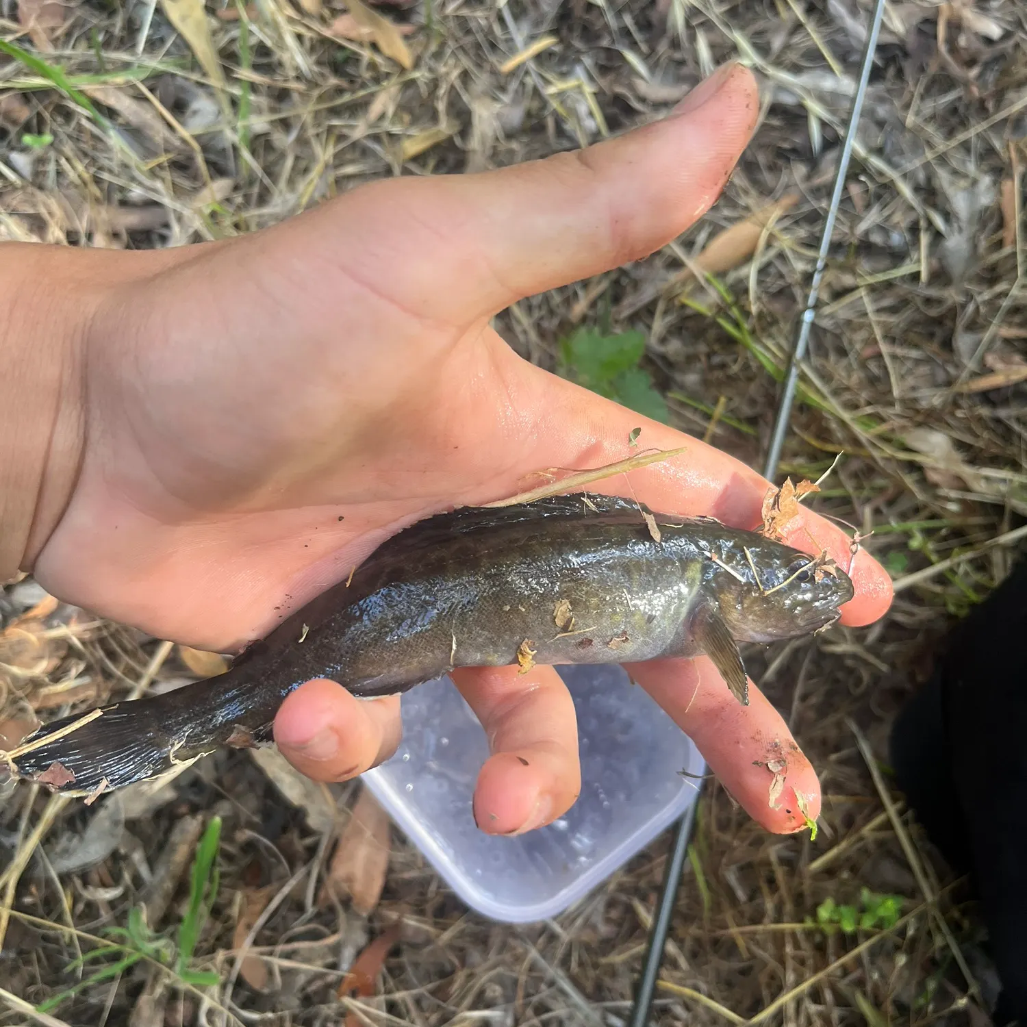 The most recent River blackfish catches on Fishbrain