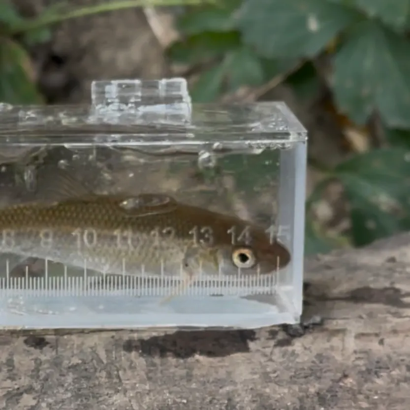 The most recent Central stoneroller catches on Fishbrain